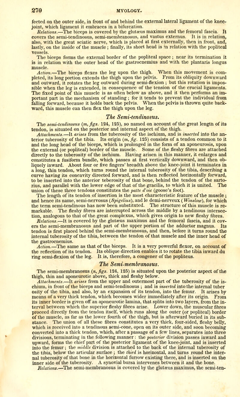 fected on the outer side, in front of and behind the external lateral ligament of the knee- joint, which ligament it embraces in a bifurcation. Relations.—The biceps is covered by the glutaeus maximus and the femoral fascia. It covers the semi-tendinosus, semi-membranosus, and vastus extemus. It is in relation, also, with the great sciatic nerve, which is placed at first externally, then in front, and, lastly, on the inside of the muscle ; finally, its short head is in relation with the popliteal vessels. The biceps forms the external border of the popliteal space ; near its termination it is in relation with the outer head of the gastrocnemius and with the plantaris longus muscle. Actioyi.—The biceps flexes the leg upon the thigh. When this movement is com- pleted, its long portion extends the thigh upon the pelvis. From its obliquity downward and outward, it rotates the leg outward during semi-flexion ; but this rotation is impos- sible when the leg is extended, in consequence of the tension of the crucial ligaments. The fixed point of this muscle is as often below as above, and it then performs an im- portant part in the mechanism of standing ; for it tends to prevent the individual from falling forward, because it holds back the pelvis. When the pelvis is thrown quite back- ward, this muscle can then flex the thigh upon the leg. The Semi-tendinosus. The semi-tendinosus {m,figs. 124, 125), so named on account of the great lengtn of its tendon, is situated on the posterior and internal aspect of the thigh. Attachments.—It arises from the tuberosity of the ischium, and is inserted into the an- terior tuberosity of the tibia. Its origin {m,fig. 125) consists of a tendon common to it and the long head of the biceps, which is prolonged in the form of an aponeurosis, upon the external (or popliteal) border of the muscle. Some of the fleshy fibres are attached directly to the tuberosity of the ischium. Having arisen in this manner, it enlarges and constitutes a fusiform bundle, which passes at first vertically downward, and then ob- liquely inward. About four or five fingers' breadth above the knee-joint it terminates in a long, thin tendon, which turns round the internal tuberosity of the tibia, describing a curve having its concavity directed forward, and is then reflected horizontally forward, to be inserted into the anterior teberosity of that bone, behind the tendon of the sarto- rius, and parallel with the lower edge of that of the gracilis, to which it is united. The union of these three tendons constitutes the patte d'oie (goose's foot). The length of its tendon of insertion is the most characteristic feature of the muscle ; and hence its name, semi-nervosus {Spigelius), and le demi-nerveux (Winslaw), for which the term semi-tendinous has now been substituted. The structure of this muscle is re- markable. The fleshy fibres are interrupted across the middle by a tendinous intersec- tion, analogous to that of the great complexus, which gives origin to new fleshy fibres. Relations.—It is covered by the glutseus maximus and the femoral fascia, and it cov- ers the semi-membranosus and part of the upper portion of the adductor magnus. Its tendon is first placed behind the semi-membranosus, and then, before it turns round the internal tuberosity of the tibia, between the tendon of that muscle and the inner head of the gastrocnemius. Action.—The same as that of the biceps. It is a very powerful flexor, on account of the reflection of its tendon. Its oblique direction enables it to rotate the tibia inward du ring semi-flexion of the leg. It is, therefore, a congener of the pophteus. The Semi-membranosus. The semi-membranosus {n,figs. 124, 125) is situated upon the posterior aspect of the thigh, thin and aponeurotic above, thick and fleshy below. Attachments.—It arises from the upper and outermost part of the tuberosity of the is- chium, in front of the biceps and semi-tendinosus ; and is inserted into the internal tuber osity of the tibia, and also, by an expansion of its tendon, into the femur. It arises by means of a very thick tendon, which becomes wider immediately after its origin. From its inner border is given off an aponeurotic lamina, that splits into two layers, from the in- terval between which the superior fleshy fibres arise. Lower down, the muscular fibres proceed directly from the tendon itself, which runs along the outer (or popliteal) border of the muscle, as far as the lower fourth of the thigh, but is afterward buried in its sub- stance. The union of all these fibres constitutes a very thick, four-sided, fleshy belly, which is received into a tendinous semi-cone, open on its outer side, and soon becoming converted into a thick tendon, which, after a passage of a few lines, separates into three divisions, terminating in the following manner : the posterior division passes inward and upward, forms the chief part of the posterior ligament of the knee-joint, and is inserted into the femur; the middle division is attached to the back of the internal tuberosity of the tibia, below the articular surface ; the third is horizontal, and turns round the inter- nal tuberosity of that bone in the horizontal furrow existing there, and is inserted on the inner side of the tuberosity. A synovial bursa intervenes between it and the bone. Relations.—The semi-membranosus is covered by the glutaeus maximus, the semi-ten-