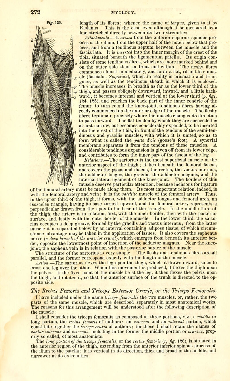 Fig. 126. length of its fibres; whence the name of longus, given to it by Riolanus. This is the case even although it be measured by a line stretched directly between its two extremities. Attachme7its.—It arises from the anterior superior spinous pro- cess of the ilium, from the upper half of the notch below that pro- cess, and from a tendinous septum between the muscle and the fascia lata. It is inserted into the inner margin of the crest of the tibia, situated beneath the ligamentum patellas. Its origin con- sists of some tendinous fibres, which are more marked behind and on the outer side than in front and within. The fleshy fibres coimnence almost immediately, and form a flat, riband-like mus- cle (fascialis, Spigelius), which in reality is prismatic and trian- gular, as well as the tendinous sheath in which it is enclosed, s j-p. The muscle increases in breadth as far as the lower third of the |[ll 1. thigh, and passes obliquely downward, inward, and a little back- ward ; it becomes internal and vertical at the lower third {p, figs. 134, 125), and reaches the back part of the inner condyle of the femur, to turn round the knee-joint, tendinous fibres having al- ready commenced on the anterior edge of the muscle. The fleshy fibres terminate precisely where the muscle changes its direction to pass forward. The flat tendon by which they are succeeded is at first narrow, but becomes considerably expanded, to be inserted into the crest of the tibia, in front of the tendons of the semi-ten- dinosus and gracilis muscles, with which it is united, so as to form what is called the fatte d'oie (goose's foot). A synovial membrane separates it from the tendons of these muscles. A considerable tendinous expansion is given ofl!from its lower edge, and contributes to form the inner part of the fascia of the leg. Relations.—The sartorius is the most superficial muscle in the anterior aspect of the thigh; it lies beneath the femoral fascia, and covers the psoas and iliacus, the rectus, the vastus internus. the adductor longus, the gracilis, the adductor magnus, and the internal lateral ligament of the knee-joint. The borders of this muscle deserve particular attention, because incisions for ligature of the femoral artery must be made along them. Its most important relation, indeed, is with the femoral artery and vein ; it is the satellite muscle of the femoral artery. Thus, in the upper third of the thigh, it forms, with the adductor longus and femoral arch, an isosceles triangle, having its base turned upward, and the femoral artery represents a perpendicular drawn from the apex to the base of the triangle. In the middle third of the thigh, the artery is in relation, first, with the inner border, then with the posterior surface, and, lastly, with the outer border of the muscle. In the lower third, the sarto- rius occupies a deep groove, formed by the gracilis and vastus internus ; from the latter muscle it is separated below by an interval containing adipose tissue, of which circum- stance advantage maybe taken in the application of issues. It also covers the saphenus nerve (a deep branch of the anterior crural), which emerges from beneath its anterior bor- der, opposite the lowermost point of insertion of the adductor magnus. Near the knee- joint, the saphena vein is in relation with the posterior border of the muscle. The structure of the sartorius is very simple. The fleshy and tendinous fibres are all parallel, and the former correspond exactly with the length of the muscle. Action.—The sartorius flexes the leg upon the thigh, which it draws inward, so as to cross one leg over the other. When this movement is produced, it flexes the thigh upon the pelvis. If the fixed point of the muscle be at the leg, it then flexes the pelvis upon the thigh, and rotates it, so that the anterior surface of the trunk is directed to the op- posite side. The Rectus Femoris and Triceps Extensor Cruris., or the Triceps Femoralis, I have included under the name triceps femoralis the two muscles, or, rather, the two parts of the same muscle, which are described separately in most anatomical works. The reasons for this arrangement will be understood after the following description of the muscle : I shall consider the triceps femoralis as composed of three portions, viz., a middle or long portion, the rectus femoris of authors; an external and an internal portion, which constitute together the triceps cruris of authors ; for these I shall retain the names of vastus internus and extcrnus, including in the former the middle portion or crureus, prop- erly so called, of most anatomists. The long portion of the triceps femoralis, or the rectus femoris (r, fig. 126), is situated in the anterior region of the thigh, extending from the anterior inferior spinous process of the ilium to the patella: it is vertical in its direction, thick and broad in the middle, and narrower at its extremities