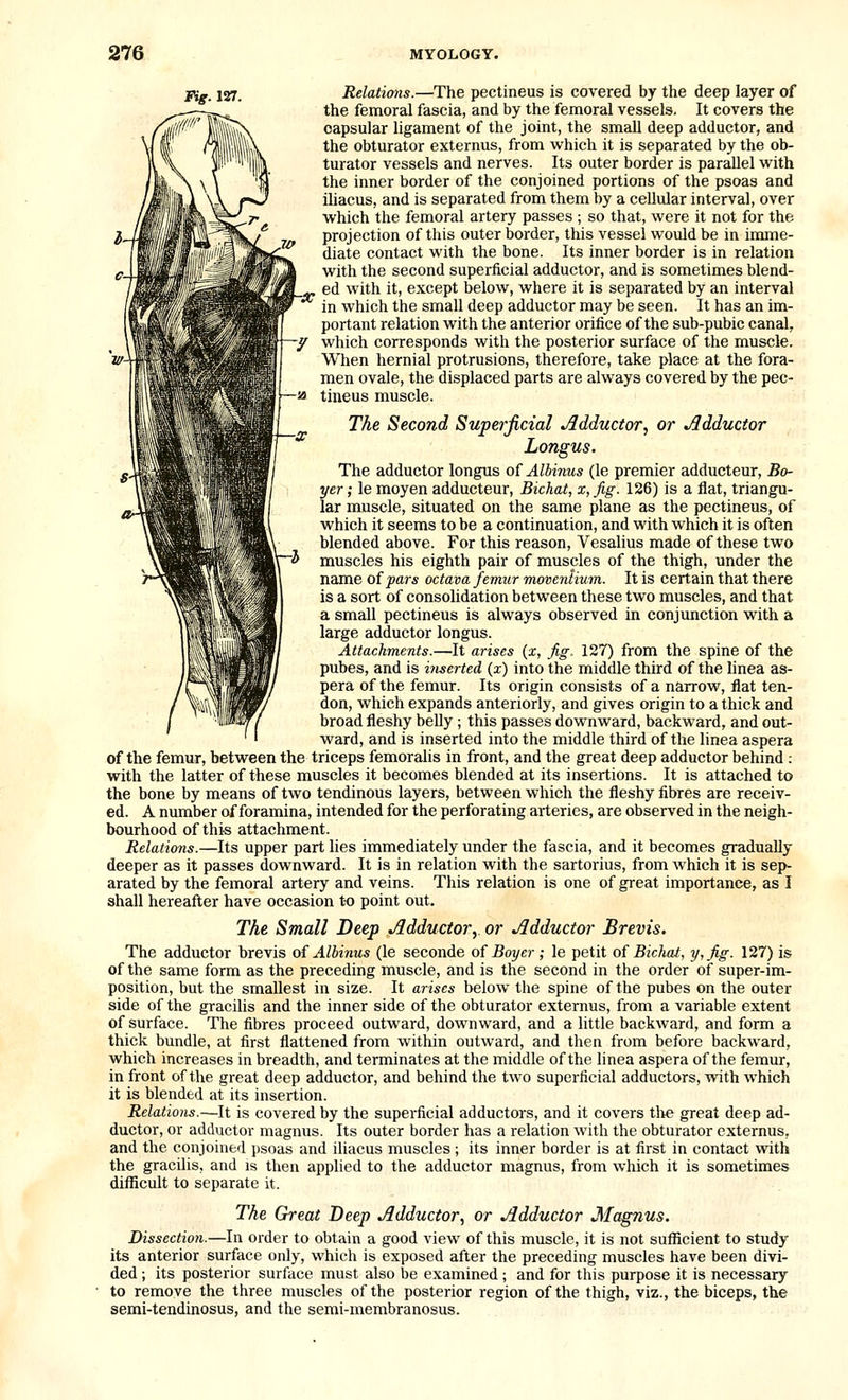 F^. 127. Relations.—The pectineus is covered by the deep layer of the femoral fascia, and by the femoral vessels. It covers the capsular ligament of the joint, the smaU deep adductor, and the obturator externus, from which it is separated by the ob- turator vessels and nerves. Its outer border is parallel with the inner border of the conjoined portions of the psoas and iliacus, and is separated from them by a cellular interval, over which the femoral artery passes ; so that, were it not for the projection of this outer border, this vessel would be in imme- diate contact with the bone. Its inner border is in relation with the second superficial adductor, and is sometimes blend- ed with it, except below, where it is separated by an interval in which the small deep adductor may be seen. It has an im- portant relation with the anterior orifice of the sub-pubic canal, which corresponds with the posterior surface of the muscle. When hernial protrusions, therefore, take place at the fora- men ovale, the displaced parts are always covered by the pec- tineus muscle. The Second Superficial Mductor, or Adductor Longus. The adductor longtts of Albinus (le premier adducteur, Bo- yer; le moyen adducteur, Bichat, x, jig. 126) is a flat, triangu- lar muscle, situated on the same plane as the pectineus, of which it seems to be a continuation, and with which it is often blended above. For this reason, Vesalius made of these two muscles his eighth pair of muscles of the thigh, under the name of pars octava femur moveniium. It is certain that there is a sort of consolidation between these two muscles, and that a small pectineus is always observed in conjunction with a large adductor longus. Attachments.—It arises (x, Jig. 127) from the spine of the pubes, and is itiserted (x) into the middle third of the linea as- pera of the femur. Its origin consists of a narrow, flat ten- don, which expands anteriorly, and gives origin to a thick and broad fleshy beUy; this passes downward, backward, and out- ward, and is inserted into the middle third of the linea aspera of the femur, between the triceps femoralis in front, and the great deep adductor behind : with the latter of these muscles it becomes blended at its insertions. It is attached to the bone by means of two tendinous layers, between which the fleshy fibres are receiv- ed. A number of foramina, intended for the perforating arteries, are observed in the neigh- bourhood of this attachment. Relations.—Its upper part lies immediately under the fascia, and it becomes gradually deeper as it passes downward. It is in relation with the sartorius, from which it is sep- arated by the femoral artery and veins. This relation is one of great importance, as I shall hereafter have occasion to point out. The SmaU Deep Adductory or Adductor Brevis. The adductor brevis oi Alhinus (le seconde of Boyer ; le petit of Bichat, y,fig. 127) is of the same form as the preceding muscle, and is the second in the order of super-im- position, but the smallest in size. It arises below the spine of the pubes on the outer side of the gracilis and the inner side of the obturator externus, from a variable extent of surface. The fibres proceed outward, downward, and a little backward, and form a thick bundle, at first flattened from within outward, and then from before backward, which increases in breadth, and terminates at the middle of the linea aspera of the femur, in front of the great deep adductor, and behind the two superficial adductors, with which it is blended at its insertion. Relations.—It is covered by the superficial adductors, and it covers tlie great deep ad- ductor, or adductor magnus. Its outer border has a relation with the obturator externus, and the conjoined psoas and iliacus muscles ; its inner border is at first in contact with the gracilis, and is then applied to the adductor magnus, from which it is sometimes difl5cult to separate it. The Great Deep Adductor, or Adductor Magnus. Dissection.—In order to obtain a good view of this muscle, it is not sufficient to study its anterior surface only, which is exposed after the preceding muscles have been divi- ded ; its posterior surface must also be examined; and for this purpose it is necessary to remove the three muscles of the posterior region of the thigh, viz., the biceps, the semi-tendinosus, and the semi-membranosus.