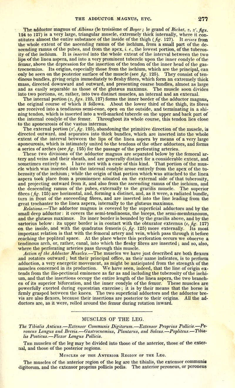 The adductor magnus of Albinus (le troisieme of Boyer; le grand of Bichat, z, z', Jigs. 124 to 127) is a very large, triangular muscle, extremely thick internally, where it con- stitutes almost the entire substance of the inside of the thigh {fig. 127). It arises from the whole extent of the ascending ramus of the ischium, from a small part of the de- scending ramus of the pubes, and from the apex, i. e., the lowest portion, of the tuberos- ity of the ischium. It is inserted into the whole extent of the interval between the two iips of the linea aspera, and into a very prominent tubercle upon the inner condyle of the femur, above the depression for the insertion of the tendon of the inner head of the gas- trocnemius. Its origins, especially those from the ischium, which are the principal, can only be seen on the posterior surface of the muscle (see fig. 125). They consist of ten- dinous bundles, giving origin immediately to fleshy fibres, which form an extremely thick mass, directed downward and outward, and presenting coarse bundles, almost as large and as easily separable as those of the glutaeus maximus. The muscle soon divides into two portions, or, rather, into two distinct muscles, an internal and an external. The internal portion {z, figs. 125, 127) forms the inner border of the adductor magnus, the original course of which it follows. About the lower third of the thigh, its fibres are received into a tendinous semi-cone, open on the outside, and terminating in a shi- ning tendon, which is inserted into a well-marked tubercle on the upper and back part of the internal condyle of the femur. Throughout its whole course, this tendon lies close to the aponeurosis of the vastus intemus. The external portion (2:',^^. 125), abandoning the primitive direction of the muscle, is directed outward, and separates into thick bundles, which are inserted into the whole extent of the interval between the lips of the linea aspera by means of a very large aponeurosis, which is intimately united to the tendons of the other adductors, and forms a series of arches (see fig. 125) for the passage of the perforating arteries. These two divisions of the adductor magnus are separated below by the femoral ar- tery and veins and their sheath, and are generally distinct for a considerable extent, and sometimes entirely so. I have met with a case of this kind. That portion of the mus- cle which was inserted into the internal condyle arose entirely from the apex of the tu- berosity of the ischium ; while the origin of that portion which was attached to the linea aspera took place from a prominence situated on the external side of that tuberosity, and projecting outward from it, and also from the ascending ramus of the ischium, and the descending ramus of the pubes, externally to the gracilis muscle. The superior fibres (fig. 126) are horizontal, and, forming a distinct, and, as it were, a radiated bundle, turn in front of the succeeding fibres, and are inserted into the line leading from the great trochanter to the linea aspera, internally to the glutaeus maximus. Relations.—The adductor magnus is covered by the superficial adductors and by the small deep adductor : it covers the semi-tendinosus, the biceps, the semi-membranosus, and the glutaeus maximus. Its inner border is bounded by the gracihs above, and by the sartorius below: its upper border is in contact with the obturator externus (e, fig. 127) on the inside, and with the quadratus femoris (i,fig. 125) more externally. Its most important relation is that with the femoral artery and vein, which pass through it before reaching the popliteal space. At the place where this perforation occurs we observe a tendinous arch, or, rather, canal, into which the fleshy fibres are inserted; and so, also, where the perforating arteries pass through this muscle. Action of the Adductor Muscles.—The muscles we have just described are both flexors and rotators outward ; but their principal office, as their name indicates, is to perform adduction, a very energetic movement, as might be anticipated from the strength of the muscles concerned in its production. We have seen, indeed, that the line of origin ex- tends from the ilio-pectineal eminence as far as and including the tuberosity of the ischi- um, and that the insertions occupy the entire length of the linea aspera, the two branch- es of its superior bifurcation, and the inner condyle of the femur. These muscles are powerfully exerted during equestrian exercise; it is by their means that the horse is firmly grasped between the knees. The two superficial adductors and the adductor bre- vis are also flexors, because their insertions are posterior to their origins. All the ad- ductors are, as it were, rolled around the femur during rotation inward. MUSCLES OF THE LEG. The Tibialis Anticus.—Extensor Communis Digitorum.—Extensor Proprius Pollicis.—Pe- roneus Longus and Brevis.—Gastrocnemius, Plantarus, and Soleus.—Popliteus.—Tibia- lis Posticus.—Flexor Longus Pollicis. The muscles of the leg may be divided into those of the anterior, those of the exter- nal, and those of the posterior regions. Muscles of the Anterior Region of the Leg. The muscles of the anterior region of the leg are the tibialis, the extensor communis digitorum, and the extensor proprius pollicis pedis. The anterior peroneus, or peroneus