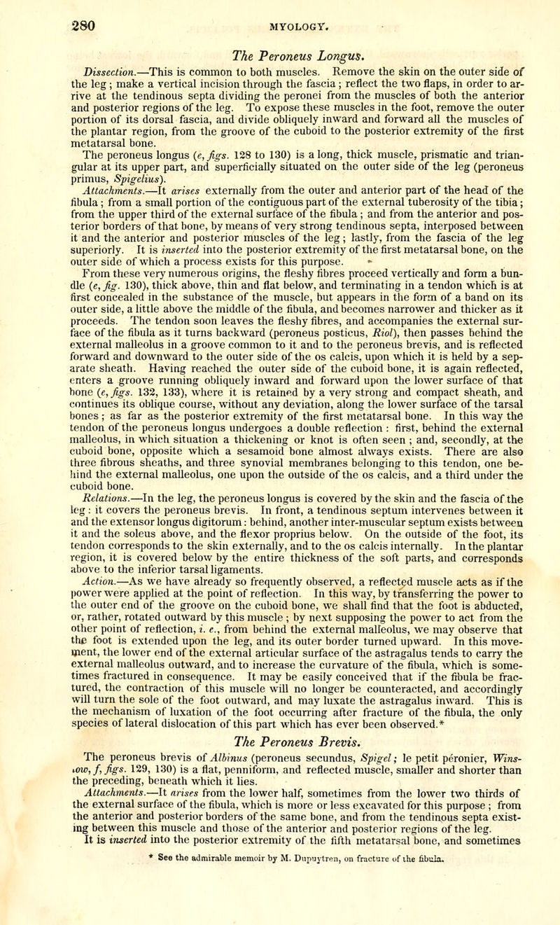 The Peroneus Longus. Dissection.—This is common to both muscles. Remove the skin on the outer side of the leg; make a vertical incision through the fascia; reflect the tvi^o flaps, in order to ar- rive at the tendinous septa dividing the peronei from the muscles of both the anterior and posterior regions of the leg. To expose these muscles in the foot, remove the outer portion of its dorsal fascia, and divide obliquely inward and forward all the muscles of the plantar region, from the groove of the cuboid to the posterior extremity of the first metatarsal bone. The peroneus longus {e,figs. 128 to 130) is a long, thick muscle, prismatic and trian- gular at its upper part, and superficially situated on the outer side of the leg (peroneus primus, Spigelius). Attachments.—It arises externally from the outer and anterior part of the head of the fibida; from a small portion of the contiguous part of the external tuberosity of the tibia; from the upper third of the external surface of the fibula ; and from the anterior and pos- terior borders of that bone, by means of very strong tendinous septa, interposed between it and the anterior and posterior muscles of the leg; lastly, from the fascia of the leg superiorly. It is inserted into the posterior extremity of the first metatarsal bone, on the outer side of which a process exists for this purpose. From these very numerous origins, the fleshy fibres proceed vertically and form a bun- dle {e,fig. 130), thick above, thin and flat below, and terminating in a tendon which is at first concealed in the substance of the muscle, but appears in the form of a band on its outer side, a little above the middle of the fibula, and becomes narrower and thicker as it proceeds. The tendon soon leaves the fleshy fibres, and accompanies the external sur- face of the fibula as it turns backward (peroneus posticus, Rial), then passes behind the external malleolus in a groove common to it and to the peroneus brevis, and is reflected forward and downward to the outer side of the os calcis, upon which it is held by a sep- arate sheath. Having reached the outer side of the cuboid bone, it is again reflected, enters a groove running obliquely inward and forward upon the lower surface of that bone {e,figs. 132, 133), where it is retained by a very strong and compact sheath, and continues its oblique course, without any deviation, along the lower surface of the tarsal bones ; as far as the posterior extremity of the first metatarsal bone. In this way the tendon of the peroneus longus undergoes a double reflection : first, behind the external malleolus, in which situation a thickening or knot is often seen ; and, secondly, at the cuboid bone, opposite which a sesamoid bone almost always exists. There are also three fibrous sheaths, and three synovial membranes belonging to this tendon, one be- hind the external malleolus, one upon the outside of the os calcis, and a third under the cuboid bone. Relations.—In the leg, the peroneus longus is covered by the skin and the fascia of the leg : it covers the peroneus brevis. In front, a tendinous septum intervenes between it and the extensor longus digitorum: behind, another inter-muscular septum exists between it and the soleus above, and the flexor proprius below. On the outside of the foot, its tendon corresponds to the skin externally, and to the os calcis internally. In the plantar region, it is covered below by the entire thickness of the soft parts, and corresponds above to the inferior tarsal ligaments. Action.—As we have already so frequently observed, a reflected muscle acts as if the power were appUed at the point of reflection. In this way, by transferring the power to the outer end of the groove on the cuboid bone, we shall find that the foot is abducted, or, rather, rotated outward by this muscle ; by next supposing the power to act from the other point of reflection, i. e., from behind the external malleolus, we may observe that the foot is extended upon the leg, and its outer border turned upward. In this move- ijient, the lower end of the external articular surface of the astragalus tends to carry the external malleolus outward, and to increase the curvature of the fibula, which is some- times fractured in consequence. It may be easily conceived that if the fibula be frac- tured, the contraction of this muscle will no longer be counteracted, and accordingly will turn the sole of the foot outward, and may luxate the astragalus inward. This is the mechanism of luxation of the foot occuning after fracture of the fibula, the only species of lateral dislocation of this part which has ever been observed.* The Peroneus Brevis. The peroneus brevis of Albinus (peroneus secundus, Spigel; le petit peronier, Wins- iow,f,figs. 129, 130) is a flat, penniform, and reflected muscle, smaller and shorter than the preceding, beneath which it lies. Attachments.—It arises from the lower half, sometimes from the lower two thirds of the external surface of the fibula, which is more or less excavated for this purpose ; from the anterior and posterior borders of the same bone, and from the tendinous septa exist- ing between this muscle and those of the anterior and posterior regions of the leg. It is inserted into the posterior extremity of the fifth metatarsal bone, and sometimes * See the admirable memoir by M. Diipuytrpn, on fracture of the fibiila.