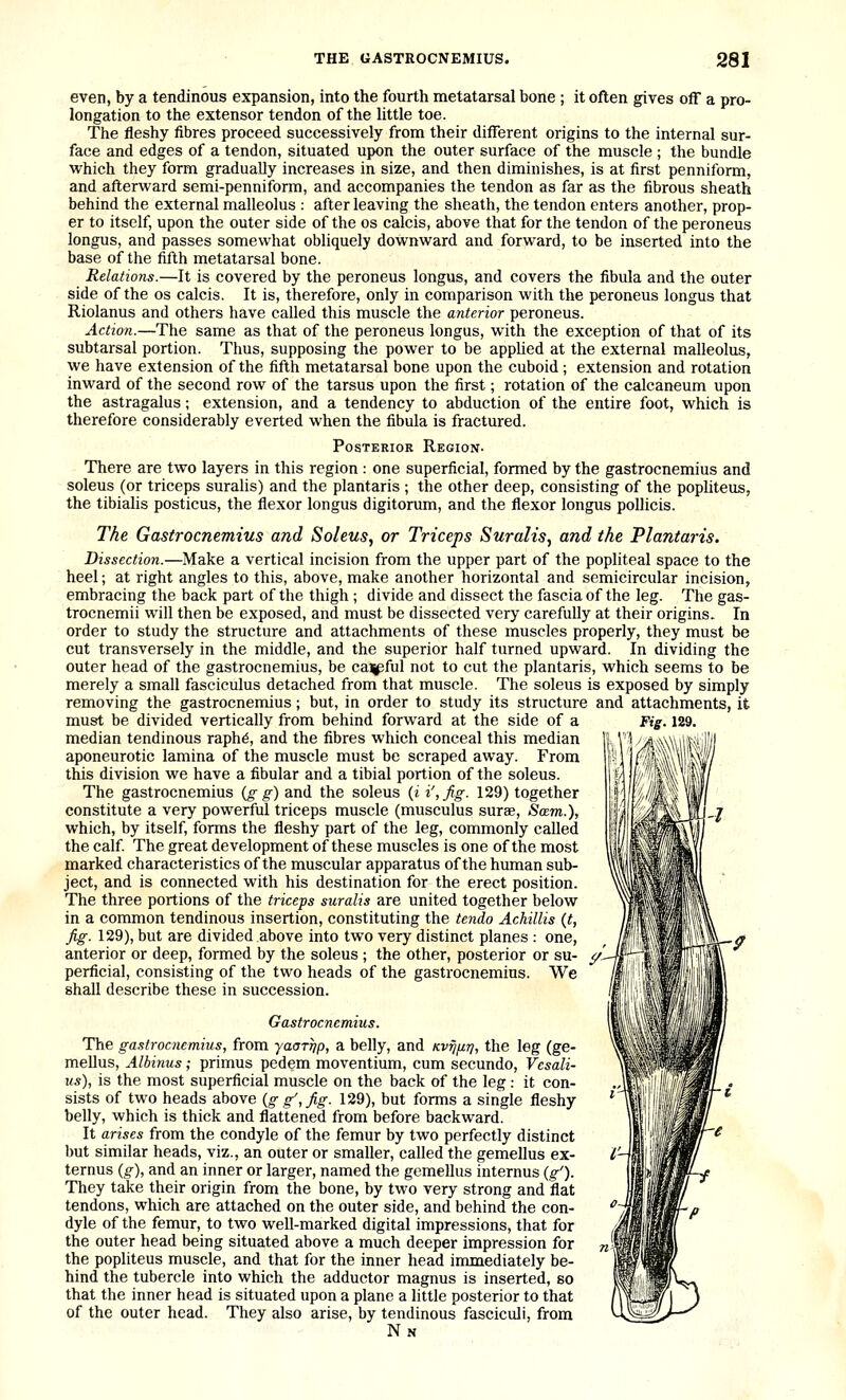 even, by a tendinous expansion, into the fourth metatarsal bone ; it often gives off a pro- longation to the extensor tendon of the little toe. The fleshy fibres proceed successively from their different origins to the internal sur- face and edges of a tendon, situated upon the outer surface of the muscle ; the bundle which they form gradually increases in size, and then diminishes, is at first penniform, and afterward semi-penniform, and accompanies the tendon as far as the fibrous sheath behind the external malleolus : after leaving the sheath, the tendon enters another, prop- er to itself, upon the outer side of the os calcis, above that for the tendon of the peroneus longus, and passes somewhat obliquely downward and forward, to be inserted into the base of the fifth metatarsal bone. Relations.—It is covered by the peroneus longus, and covers the fibula and the outer side of the os calcis. It is, therefore, only in comparison with the peroneus longus that Riolanus and others have called this muscle the anterior peroneus. Action.—The same as that of the peroneus longus, with the exception of that of its subtarsal portion. Thus, supposing the power to be appUed at the external malleolus, we have extension of the fifth metatarsal bone upon the cuboid; extension and rotation inward of the second row of the tarsus upon the first; rotation of the calcaneum upon the astragalus; extension, and a tendency to abduction of the entire foot, which is therefore considerably everted when the fibula is fractured. Posterior Region. There are two layers in this region : one superficial, formed by the gastrocnemius and soleus (or triceps suralis) and the plantaris ; the other deep, consisting of the popliteus, the tibialis posticus, the flexor longus digitorum, and the flexor longus pollicis. The Gastrocnemius and Soleus, or Triceps Suralis, and the Plantaris. Dissection.—Make a vertical incision from the upper part of the popliteal space to the heel; at right angles to this, above, make another horizontal and semicircular incision, embracing the back part of the thigh ; divide and dissect the fascia of the leg. The gas- trocnemii will then be exposed, and must be dissected very carefully at their origins. In order to study the structure and attachments of these muscles properly, they must be cut transversely in the middle, and the superior half turned upward. In dividing the outer head of the gastrocnemius, be caijpful not to cut the plantaris, which seems to be merely a small fasciculus detached from that muscle. The soleus is exposed by simply removing the gastrocnemius; but, in order to study its structure and attachments, it must be divided vertically from behind forward at the side of a median tendinous raphd, and the fibres which conceal this median aponeurotic lamina of the muscle must be scraped away. From this division we have a fibular and a tibial portion of the soleus. The gastrocnemius {g g) and the soleus (i i',Jig. 129) together constitute a very powerful triceps muscle (musculus surae. Seem.), which, by itself, forms the fleshy part of the leg, commonly called the calf The great development of these muscles is one of the most marked characteristics of the muscular apparatus of the human sub- ject, and is connected with his destination for the erect position. The three portions of the triceps suralis are united together below in a common tendinous insertion, constituting the tendo AcUllis {t, fig. 129), but are divided above into two very distinct planes : one, anterior or deep, formed by the soleus ; the other, posterior or su- y, perficial, consisting of the two heads of the gastrocnemius. We shall describe these in succession. Gastrocnemius. The gastrocnemius, from yaarrjp, a belly, and kvtj/lcti, the leg (ge- mellus, Albinus; primus pedem moventium, cum secundo, Vcsali- us), is the most superficial muscle on the back of the leg: it con- sists of two heads above {g g',fig. 129), but forms a single fleshy belly, which is thick and flattened from before backward. It arises from the condyle of the femur by two perfectly distinct but similar heads, viz., an outer or smaller, called the gemellus ex- ternus {g), and an inner or larger, named the gemellus internus (,§■'). They take their origin from the bone, by two very strong and flat tendons, which are attached on the outer side, and behind the con- dyle of the femur, to two well-marked digital impressions, that for the outer head being situated above a much deeper impression for the popliteus muscle, and that for the inner head immediately be- hind the tubercle into which the adductor magnus is inserted, so that the inner head is situated upon a plane a little posterior to that of the outer head. They also arise, by tendinous fasciculi, from Nn Fig. 129.