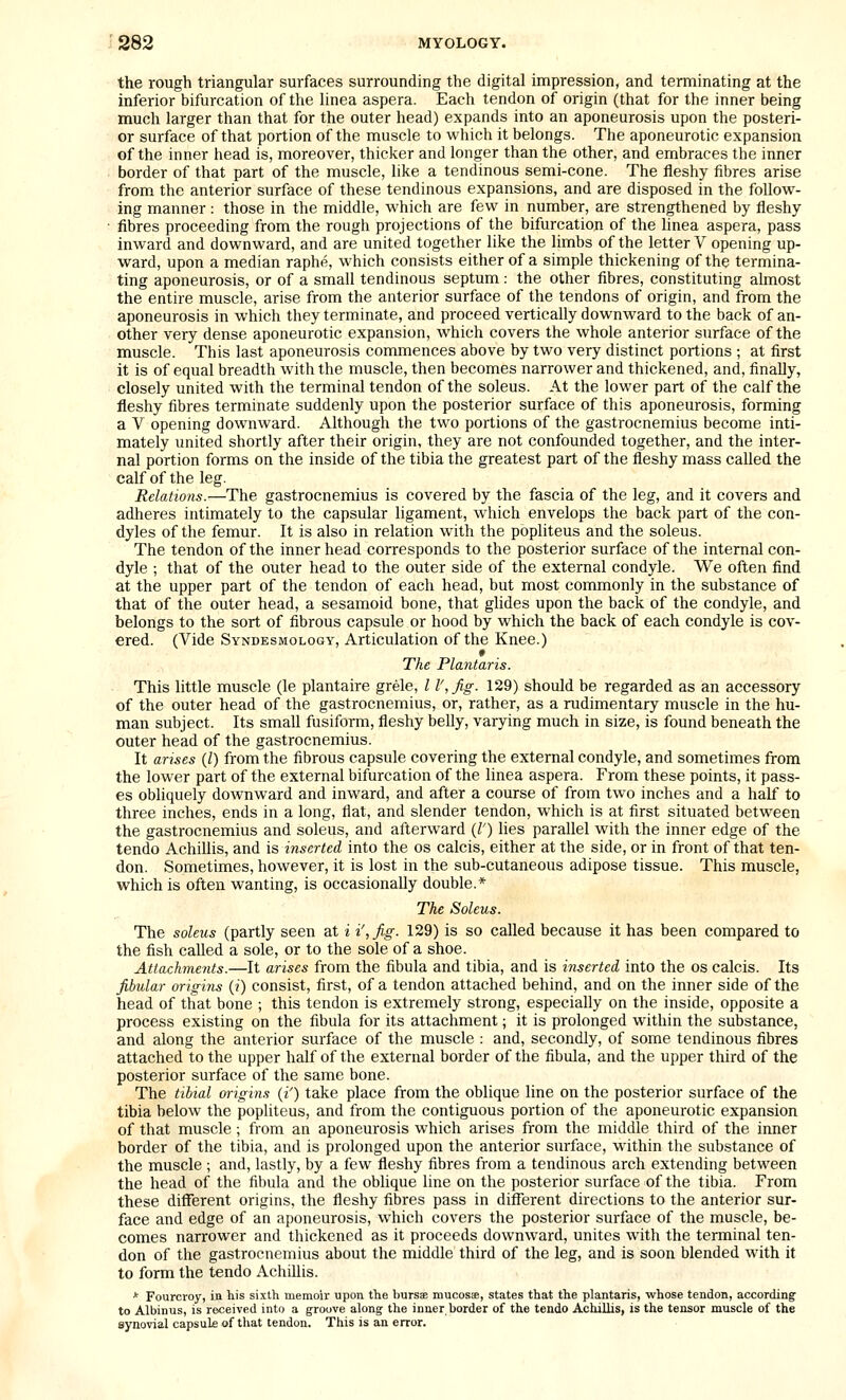 the rough triangular surfaces surrounding the digital impression, and terminating at the inferior bifurcation of the linea aspera. Each tendon of origin (that for the inner being much larger than that for the outer head) expands into an aponeurosis upon the posteri- or surface of that portion of the muscle to which it belongs. The aponeurotic expansion of the inner head is, moreover, thicker and longer than the other, and embraces the inner border of that part of the muscle, like a tendinous semi-cone. The fleshy fibres arise from the anterior surface of these tendinous expansions, and are disposed in the follow- ing manner : those in the middle, which are few in number, are strengthened by fleshy fibres proceeding from the rough projections of the bifurcation of the hnea aspera, pass inward and downward, and are united together like the limbs of the letter V opening up- ward, upon a median raphe, which consists either of a simple thickening of the termina- ting aponeurosis, or of a small tendinous septum: the other fibres, constituting almost the entire muscle, arise from the anterior surface of the tendons of origin, and from the aponeurosis in which they terminate, and proceed vertically downward to the back of an- other very dense aponeurotic expansion, which covers the whole anterior surface of the muscle. This last aponeurosis commences above by two very distinct portions ; at first it is of equal breadth with the muscle, then becomes narrower and thickened, and, finally, closely united with the terminal tendon of the soleus. At the lower part of the calf the fleshy fibres terminate suddenly upon the posterior surface of this aponeurosis, forming a V opening downward. Although the two portions of the gastrocnemius become inti- mately united shortly after their origin, they are not confounded together, and the inter- nal portion forms on the inside of the tibia the greatest part of the fleshy mass called the calf of the leg. Relations.—The gastrocnemius is covered by the fascia of the leg, and it covers and adheres intimately to the capsular ligament, which envelops the back part of the con- dyles of the femur. It is also in relation with the popliteus and the soleus. The tendon of the inner head corresponds to the posterior surface of the internal con- dyle ; that of the outer head to the outer side of the external condyle. We often find at the upper part of the tendon of each head, but most commonly in the substance of that of the outer head, a sesamoid bone, that glides upon the back of the condyle, and belongs to the sort of fibrous capsule or hood by which the back of each condyle is cov- ered. (Vide Syndesmology, Articulation of the Knee.) The Plantaris. This little muscle (le plantaire grele, 11', fig. 129) should be regarded as an accessory of the outer head of the gastrocnemius, or, rather, as a rudimentary muscle in the hu- man subject. Its small fusiform, fleshy belly, varying much in size, is found beneath the outer head of the gastrocnemius. It arises (1) from the fibrous capsule covering the external condyle, and sometimes from the lower part of the external bifurcation of the linea aspera. From these points, it pass- es obliquely downward and inward, and after a course of from two inches and a half to three inches, ends in a long, flat, and slender tendon, which is at first situated between the gastrocnemius and soleus, and afterward {I') lies parallel with the inner edge of the tendo Achillis, and is inserted into the os calcis, either at the side, or in front of that ten- don. Sometimes, however, it is lost in the sub-cutaneous adipose tissue. This muscle, which is often wanting, is occasionally double.* The Soleus. The soleus (partly seen at i i',fig. 129) is so called because it has been compared to the fish called a sole, or to the sole of a shoe. Attachments.—It arises from the fibula and tibia, and is inserted into the os calcis. Its f,bular origins {i) consist, first, of a tendon attached behind, and on the inner side of the head of that bone ; this tendon is extremely strong, especially on the inside, opposite a process existing on the fibula for its attachment; it is prolonged within the substance, and along the anterior surface of the muscle : and, secondly, of some tendinous fibres attached to the upper half of the external border of the fibula, and the upper third of the posterior surface of the same bone. The tibial origins {i') take place from the oblique line on the posterior surface of the tibia below the popliteus, and from the contiguous portion of the aponeurotic expansion of that muscle ; from an aponeurosis which arises from the middle third of the inner border of the tibia, and is prolonged upon the anterior surface, within the substance of the muscle; and, lastly, by a few fleshy fibres from a tendinous arch extending between the head of the fibula and the oblique line on the posterior surface of the tibia. From these different origins, the fleshy fibres pass in dilTerent directions to the anterior sur- face and edge of an aponeurosis, which covers the posterior surface of the muscle, be- comes narrower and thickened as it proceeds downward, unites with the terminal ten- don of the gastrocnemius about the middle third of the leg, and is soon blended with it to form the tendo Achillis. * Fourcroy, in his sixth memoir upon the bursae mucosae, states that the plantaris, whose tendon, according to Albinus, is received into a groove along the inner border of the tendo Achillis, is the tensor muscle of the synovial capsule of that tendon. This is an error.