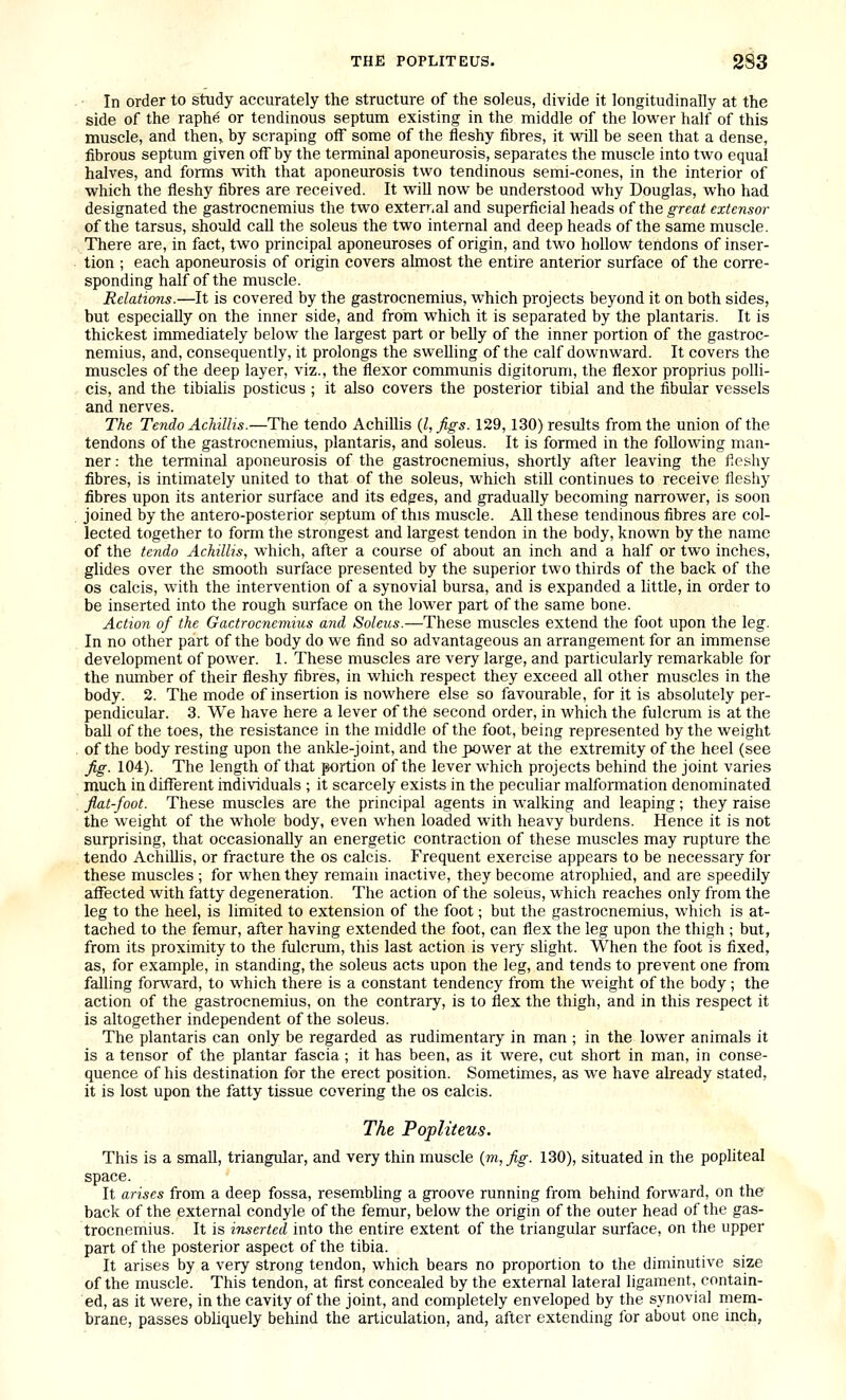 • In order to study accurately the structure of the soleus, divide it longitudinally at the side of the raphe or tendinous septum existing in the middle of the lower half of this muscle, and then» hy scraping off some of the fleshy fibres, it will be seen that a dense, fibrous septum given off by the terminal aponeurosis, separates the muscle into two equal halves, and forms with that aponeurosis two tendinous semi-cones, in the interior of which the fleshy fibres are received. It wiU now be understood why Douglas, who had designated the gastrocnemius the two exterr.al and superficial heads of the great extensor of the tarsus, should call the soleus the two internal and deep heads of the same muscle. There are, in fact, two principal aponeuroses of origin, and two hollow tendons of inser- tion ; each aponeurosis of origin covers almost the entire anterior surface of the corre- sponding half of the muscle. Relations.—It is covered by the gastrocnemius, which projects beyond it on both sides, but especially on the inner side, and from which it is separated by the plantaris. It is thickest immediately below the largest part or belly of the inner portion of the gastroc- nemius, and, consequently, it prolongs the swelling of the calf downward. It covers the muscles of the deep layer, viz., the flexor communis digitorum, the flexor proprius polli- cis, and the tibialis posticus ; it also covers the posterior tibial and the fibular vessels and nerves. The TendoAcMllis.—The tendo Achillis {I, figs. 129,130) results from the union of the tendons of the gastrocnemius, plantaris, and soleus. It is formed in the following man- ner : the terminal aponeurosis of the gastrocnemius, shortly after leaving the fleshy fibres, is intimately united to that of the soleus, which still continues to receive fleshy fibres upon its anterior surface and its edges, and gradually becoming narrower, is soon joined by the antero-posterior septum of this muscle. All these tendinous fibres are col- lected together to form the strongest and largest tendon in the body, known by the name of the tendo Achillis, which, after a course of about an inch and a half or two inches, glides over the smooth surface presented by the superior two thirds of the back of the OS calcis, with the intervention of a synovial bursa, and is expanded a little, in order to be inserted into the rough surface on the lower part of the same bone. Action of the Gactrocnemius and Soleus.—These muscles extend the foot upon the leg. In no other part of the body do we find so advantageous an arrangement for an immense development of power. 1. These muscles are very large, and particularly remarkable for the number of their fleshy fibres, in which respect they exceed all other muscles in the body. 2. The mode of insertion is nowhere else so favourable, for it is absolutely per- pendicular. 3. We have here a lever of the second order, in which the fulcrum is at the ball of the toes, the resistance in the middle of the foot, being represented by the weight of the body resting upon the ankle-joint, and the power at the extremity of the heel (see fig. 104). The length of that portion of the lever which projects behind the joint varies much in different individuals ; it scarcely exists in the peculiar malfonnation denominated fiat-foot. These muscles are the principal agents in walking and leaping; they raise the weight of the whole body, even when loaded with heavy burdens. Hence it is not surprising, that occasionally an energetic contraction of these muscles may rupture the tendo AchiUis, or fracture the os calcis. Frequent exercise appears to be necessary for these muscles ; for when they remain inactive, they become atrophied, and are speedily affected with fatty degeneration. The action of the soleus, which reaches only from the leg to the heel, is limited to extension of the foot; but the gastrocnemius, which is at- tached to the femur, after having extended the foot, can flex the leg upon the thigh ; but, from its proximity to the fulcrum, this last action is very slight. When the foot is fixed, as, for example, in standing, the soleus acts upon the leg, and tends to prevent one from falling forward, to which there is a constant tendency from the weight of the body ; the action of the gastrocnemius, on the contrary, is to flex the thigh, and in this respect it is altogether independent of the soleus. The plantaris can only be regarded as rudimentary in man ; in the lower animals it is a tensor of the plantar fascia ; it has been, as it were, cut short in man, in conse- quence of his destination for the erect position. Sometimes, as we have already stated, it is lost upon the fatty tissue covering the os calcis. The Popliteus. This is a small, triangular, and very thin muscle (m,fig. 130), situated in the popliteal space. It arises from a deep fossa, resembling a groove running from behind forward, on the back of the external condyle of the femur, below the origin of the outer head of the gas- trocnemius. It is inserted into the entire extent of the triangular surface, on the upper part of the posterior aspect of the tibia. It arises by a very strong tendon, which bears no proportion to the diminutive size of the muscle. This tendon, at first concealed by the external lateral ligament, contain- ed, as it were, in the cavity of the joint, and completely enveloped by the synovial mem- brane, passes obliquely behind the articulation, and, after extending for about one inch,