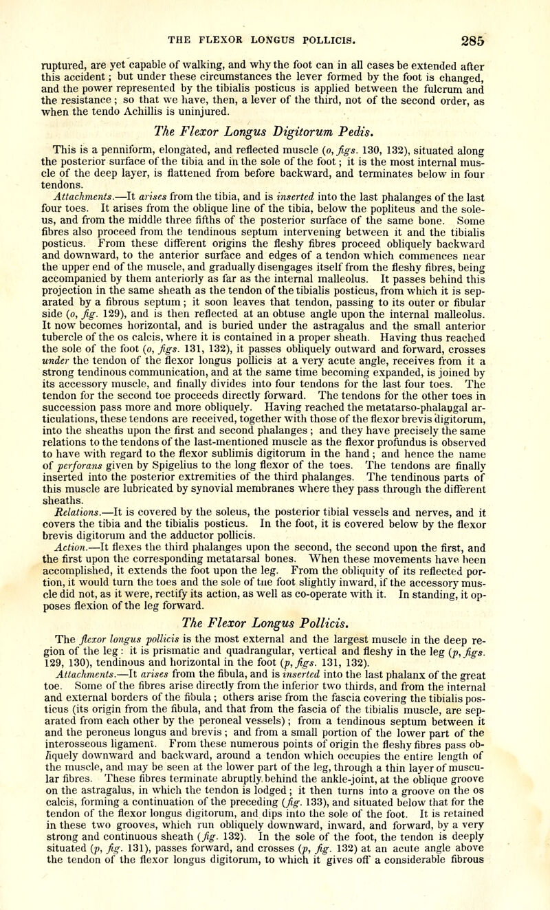 ruptured, are yet capable of walking, and why the foot can in all cases be extended after this accident; but under these circumstances the lever formed by the foot is changed, and the power represented by the tibialis posticus is applied between the fulcrum and the resistance ; so that we have, then, a lever of the third, not of the second order, as when the tendo Achillis is uninjured. The Flexor Longus Digitorum Pedis. This is a penniform, elongated, and reflected muscle {o,figs. 130, 132), situated along the posterior surface of the tibia and in the sole of the foot; it is the most internal mus- cle of the deep layer, is flattened from before backward, and terminates below in four tendons. Attachme7its.—It arises from the tibia, and is inserted into the last phalanges of the last four toes. It arises from the oblique line of the tibia, below the popliteus and the sole- us, and from the middle three fifths of the posterior surface of the same bone. Some fibres also proceed from the tendinous septum intervening between it and the tibialis posticus. From these different origins the fleshy fibres proceed obliquely backward and downward, to the anterior surface and edges of a tendon which commences near the upper end of the muscle, and gradually disengages itself from the fleshy fibres, being accompanied by them anteriorly as far as the internal malleolus. It passes behind this projection in the same sheath as the tendon of the tibialis posticus, from which it is sep- arated by a fibrous septum; it soon leaves that tendon, passing to its outer or fibular side (o, fig. 129), and is then reflected at an obtuse angle upon the internal malleolus. It now becomes horizontal, and is buried under the astragalus and the small anterior tubercle of the os calcis, where it is contained in a proper sheath. Having thus reached the sole of the foot (o, figs. 131, 132), it passes obliquely outward and forward, crosses under the tendon of the flexor longus pollicis at a very acute angle, receives from it a strong tendinous communication, and at the same time becoming expanded, is joined by its accessory muscle, and finally divides into four tendons for the last four toes. The tendon for the second toe proceeds directly forward. The tendons for the other toes in succession pass more and more obliquely. Having reached the metatarso-phalaogal ar- ticulations, these tendons are received, together with those of the flexor brevis digitorum, into the sheaths upon the first and second phalanges ; and they have precisely the same relations to the tendons of the last-mentioned muscle as the flexor profundus is observed to have with regard to the flexor sublimis digitorum in the hand ; and hence the name of perfora7is given by Spigelius to the long flexor of the toes. The tendons are finally inserted into the posterior extremities of the third phalanges. The tendinous parts of this muscle are lubricated by synovial membranes where they pass through the different sheaths. Relations.—It is covered by the soleus, the posterior tibial vessels and nerves, and it covers the tibia and the tibialis posticus. In the foot, it is covered below by the flexor brevis digitorum and the adductor pollicis. Action.—It flexes the third phalanges upon the second, the second upon the first, and the first upon the corresponding metatarsal bones. When these movements have, been accomplished, it extends the foot upon the leg. From the obliquity of its reflected por- tion, it would turn the toes and the sole of tue foot slightly inward, if the accessor}' mus- cle did not, as it were, rectify its action, as well as co-operate with it. In standing, it op- poses flexion of the leg forward. The Flexor Longus Pollicis. The flexor longus •pollicis is the most external and the largest muscle in the deep re- gion of the leg : it is prismatic and quadrangular, vertical and fleshy in the leg (/>, figs. 129, 130), tendinous and horizontal in the foot {p,figs. 131, 132). Attachments.—It arises from the fibula, and is inserted into the last phalanx of the great toe. Some of the fibres arise directly from the inferior two thirds, and from the internal and external borders of the fibula; others arise from the fascia covering the tibialis pos- ticus (its origin from the fibula, and that from the fascia of the tibialis muscle, are sep- arated from each other by the peroneal vessels); from a tendinous septum between it and the peroneus longus and brevis ; and from a small portion of the lower part of the interosseous ligament. From these numerous points of origin the fleshy fibres pass ob- /iquely downward and backward, around a tendon which occupies the entire length of the muscle, and may be seen at the lower part of the leg, through a thin layer of muscu- lar fibres. These fibres terminate abruptly, behind the ankle-joint, at the oblique groove on the astragalus, in which the tendon is lodged; it then turns into a groove on the os calcis, forming a continuation of the preceding {fig. 133), and situated below that for the tendon of the flexor longus digitorum, and dips into the sole of the foot. It is retained in these two grooves, which run obliquely downward, inward, and forward, by a very strong and continuous sheath {fig. 132). In the sole of the foot, the tendon is deeply situated {p, fig. 131), passes forward, and crosses {p, fig. 132) at an acute angle above the tendon of the flexor longus digitorum, to which it gives off a considerable fibrous