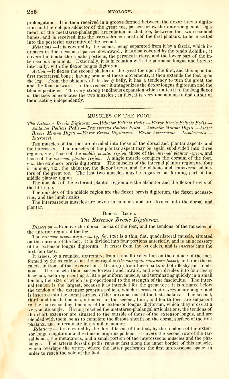 prolongation. It is then received in a groove formed betvv'een the flexor brevis digito- rum and the obhque adductor of the great toe, passes below the anterior glenoid liga- ment of the metatarso-phalangal articulation of that toe, between the two sesamoid bones, and is received into the osteo-fibrous sheath of the first phalanx, to be inserted into the posterior extremity .of the second. Relations.—It is covered by the soleus, being separated from it by a fascia, which in- creases in thickness as it passes downward ; it is also covered by the tendo Achillis ; it covers the fibula, the tibialis posticus, the peroneal artery, and the lower part of the in- terosseous ligament. Externally, it is in relation with the peroneus longus and brevis ; internally, with the flexor longus digitorum. Action.—It flexes the second phalanx of the great toe upon the first, and this upon the first metatarsal bone ; having produced these movements, it then extends the foot upon the leg. From the obliquity of its fleshy belly, it has a tendency to turn the great toe and the foot outward. In this respect it antagonizes the flexor longus digitorum and the tibialis posticus. The very strong tendinous expansion which unites it to the long flexor of the toes consohdates the two muscles ; in fact, it is very uncommon to find either of them acting independently. MUSCLES OF THE FOOT. The Extensor Brevis Digitorum.—Abductor Pollicis Pedis.—Flexor Brevis Pollicis Pedis.— Adductor Pollicis Pedis.—Transversus Pollicis Pedis.—Abductor Minimi Digiti.—Flexor Brevis Minimi Digiti.—Flexor Brevis Digitorum.—Flexor Accessorius.—Lunibricales.— Interossei. The muscles of the foot are divided into those of the dorsal and plantar aspects and the interossei. The muscles of the plantar aspect may be again subdivided into three regions, viz., those of the middle plantar region, those of the i7iternal plantar region, and those of the external plantar region. A single muscle occupies the dorsum of the foot, viz., the extensor brevis digitorum. The muscles of the internal plantar region are four in number, viz., the abductor, the flexor brevis, and the oblique and transverse adduc- tors of the great toe. The last two muscles may be regarded as forming part of the middle plantar region. The muscles of the external plantar region are the abductor and the flexor brevis of the little toe. The muscles of the middle region are the flexor brevis digitorum, the flexor accesso- rius, and the lumbricales. The interosseous muscles are seven in number, and are divided into the dorsal and plantar. Dorsal Region. The Extensor Brevis Digitorum. Dissection.—Remove the dorsal fascia of the foot, and the tendons of the muscles of the anterior region of the leg. The extensor brevis digitorum (q, jig. 128) is a thin, flat, quadrilateral muscle, situated on the dorsum of the foot; it is divided into four portions anteriorly, and is an accessory of the extensor longus digitorum. It arises from the os calcis, and is inserted into the first four toes. It arises, by a rounded extremity, from a small excavation on the outside of the foot, formed by the os calcis and the astragalus {the astragalo-calcanean fossa), and from the os calcis, in front of that excavation. Its origin from these parts is both fleshy and tendi- nous. The muscle then passes forward and inward, and soon divides into four fleshy fasciculi,, each representing a little penniform muscle, and terminating quickly in a small tendon, the size of which is proportioned to the strength of the fasciculus. The inter- nal tendon is the largest, because it is intended for the great toe ; it is situated below the tendon of the extensor proprius pollicis, which it crosses at a very acute angle, and is inserted into the dorsal surface of the proximal end of the last phalanx. The second, third, and fourth tendons, intended for the second, third, and fourth toes, are subjacent to the corresponding tendons of the extensor longus digitorum, which they cross at a very acute angle. Having reached the metatarso-phalangal articulations, the tendons of the short extensor are situated to the outside of those of the extensor longus, and are blended with them, so as to complete the fibrous sheath on the dorsal surface of the first phalanx, and to terminate in a similar manner. Relations.—It is covered by the dorsal fascia of the foot, by the tendons of the exten- sor longus digitorum and extensor proprius pollicis ; it covers the second row of the tar- sal bones, the metatarsus, and a small portion of the interosseous muscles and the pha- langes. The arteria dorsalis pedis runs at first along the inner border of this muscle, which overlaps the artery, where the latter perforates the first interosseous space, in order to reach the sole of the foot.
