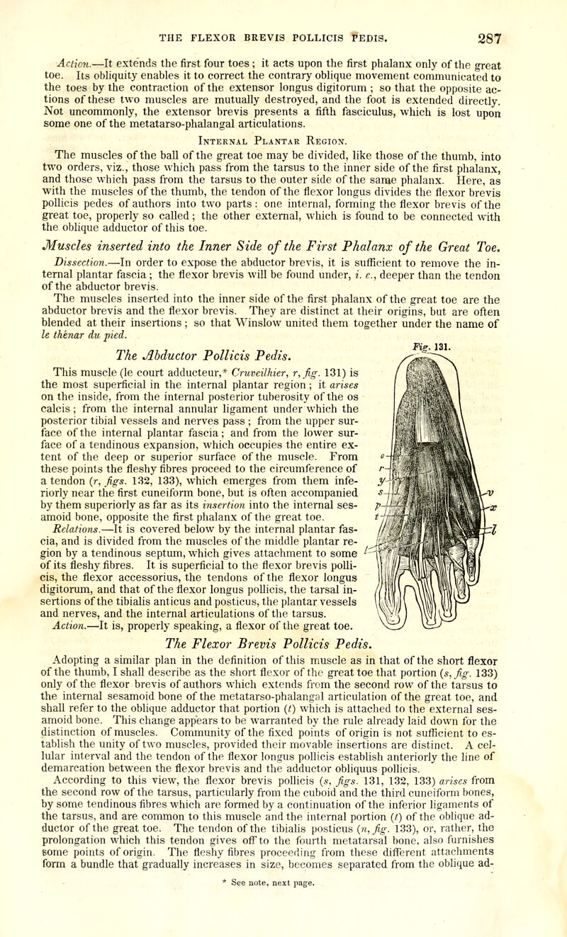 Actioyi.—It extends the first four toes ; it acts upon the first phalanx only of the great toe. Its obliquity enables it to correct the contrary oblique movement communicated to the toes by the contraction of the extensor longus digitorum ; so that the opposite ac- tions of these two muscles are mutually destroyed, and the foot is extended directly. Not uncommonly, the extensor brevis presents a fifth fasciculus, which is lost upon some one of the metatarso-phalangal articulations. Internal Plantar Region. The muscles of the ball of the great toe may be divided, like those of the thumb, into two orders, viz., those which pass from the tarsus to the inner side of the first phalanx, and those which pass from the tarsus to the outer side of the same phalanx. Here, as with the muscles of the thumb, the tendon of the flexor longus divides the flexor brevis pollicis pedes of authors into two parts: one internal, forming the flexor brevis of the great toe, properly so called; the other external, which is found to be connected with the oblique adductor of this toe. Muscles inserted into the Inner Side of the First Phalanx of the Great Toe, Dissection.—In order to expose the abductor brevis, it is sufficient to remove the in- ternal plantar fascia ; the flexor brevis will be found under, i. c, deeper than the tendon of the abductor brevis. The muscles inserted into the inner side of the first phalanx of the great toe are the abductor brevis and the flexor brevis. They are distinct at their origins, but are often blended at their insertions ; so that Winslow united them together under the name of le thenar du pied. Fiz. 131. The Abductor Pollicis Pedis. ''^ This muscle (le court adducteur,* Cruveilhier, r,fig. 131) is the most superficial in the internal plantar region; it arises on the inside, from the internal posterior tuberosity of the os calcis; from the internal annular ligament under which the posterior tibial vessels and nerves pass ; from the upper sur- face of the internal plantar fascia; and from the lower sur- face of a tendinous expansion, which occupies the entire ex- tent of the deep or superior surface of the muscle. From these points the fleshy fibres proceed to the circumference of a tendon (r, figs. 132, 133), which emerges from them infe- riorly near the first cuneiform bone, but is often accompanied by them superiorly as far as its insertion into the internal ses- amoid bone, opposite the first phalanx of the great toe. Relations.—It is covered below by the internal plantar fas- cia, and is divided from the muscles of the middle plantar re- gion by a tendinous septum, which gives attachment to some of its fleshy fibres. It is superficial to the flexor brevis polli- cis, the flexor accessorius, the tendons of the flexor longus digitorum, and that of the flexor longus pollicis, the tarsal in- sertions of the tibialis anticus and posticus, the plantar vessels and nerves, and the internal articulations of the tarsus. Action.—It is, properly speaking, a flexor of the great toe. The Flexor Brevis Pollicis Pedis. Adopting a similar plan in the definition of this muscle as in that of the short flexor of the thumb, I shall describe as the short flexor of the great toe that portion {s, fig. 133) only of the flexor brevis of authors which extends from the second row of the tarsus to the internal sesamoid bone of the metatarso-phalangal articulation of the great toe, and shall refer to the oblique adductor that portion (t) which is attached to the external ses- amoid bone. This change appears to be warranted by the rule already laid down for the distinction of muscles. Community of the fixed points of origin is not sufficient to es- tablish the unity of two muscles, provided tl\eir movable insertions are distinct. A cel- lular interval and the tendon of the flexor longus pollicis establish anteriorly the line of demarcation between the flexor brevis and the adductor obliquus pollicis. According to this view, the flexor brevis pollicis {s, figs. 131, 132, 133) arises from the second row of the tarsus, particularly from the cuboid and the third cuneiform bones, by some tendinous fibres which are formed by a continuation of the inferior ligaments of the tarsus, and are common to this muscle and the internal portion (/) of the oblique ad- ductor of the great toe. The tendon of the tibialis posticus {n,fig. 133), or, rather, the prolongation which this tendon gives off to the fourth metatarsal bone, also furnishes some points of origin. The fleshy fibres proceeding from these different attachments form a bundle that gradually increases in size, becomes separated from the oblique ad- * See note, next page.