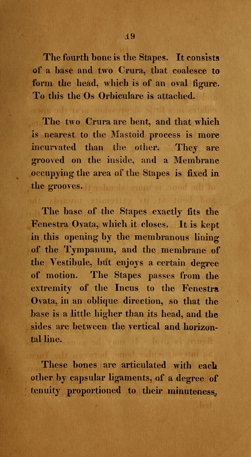49 The fourth hone is the Stapes. It consists of a base and two Crura, that coalesce to form the head, which is of an oval figure. To this the Os Orbiculare is attached. The two Crura are bent, and that which is nearest to the Mastoid process is more incurvated than the other. They are grooved on the inside, and a Membrane occupying the area of the Stapes is fixed in the grooves. The base of the Stapes exactly fits the Fenestra Ovata, which it closes. It is kept in this opening by the membranous lining of the Tympanum, and the membrane of the Vestibule, but enjoys a certain degree of motion. The Stapes passes from the extremity of the Incus to the Fenestra Ovata, in an oblique direction, so that the base is a little higher than its head, and the sides are between the vertical and horizon- tal line. These bones are articulated with each other by capsular ligaments, of a degree of tenuity proportioned to their minuteness^