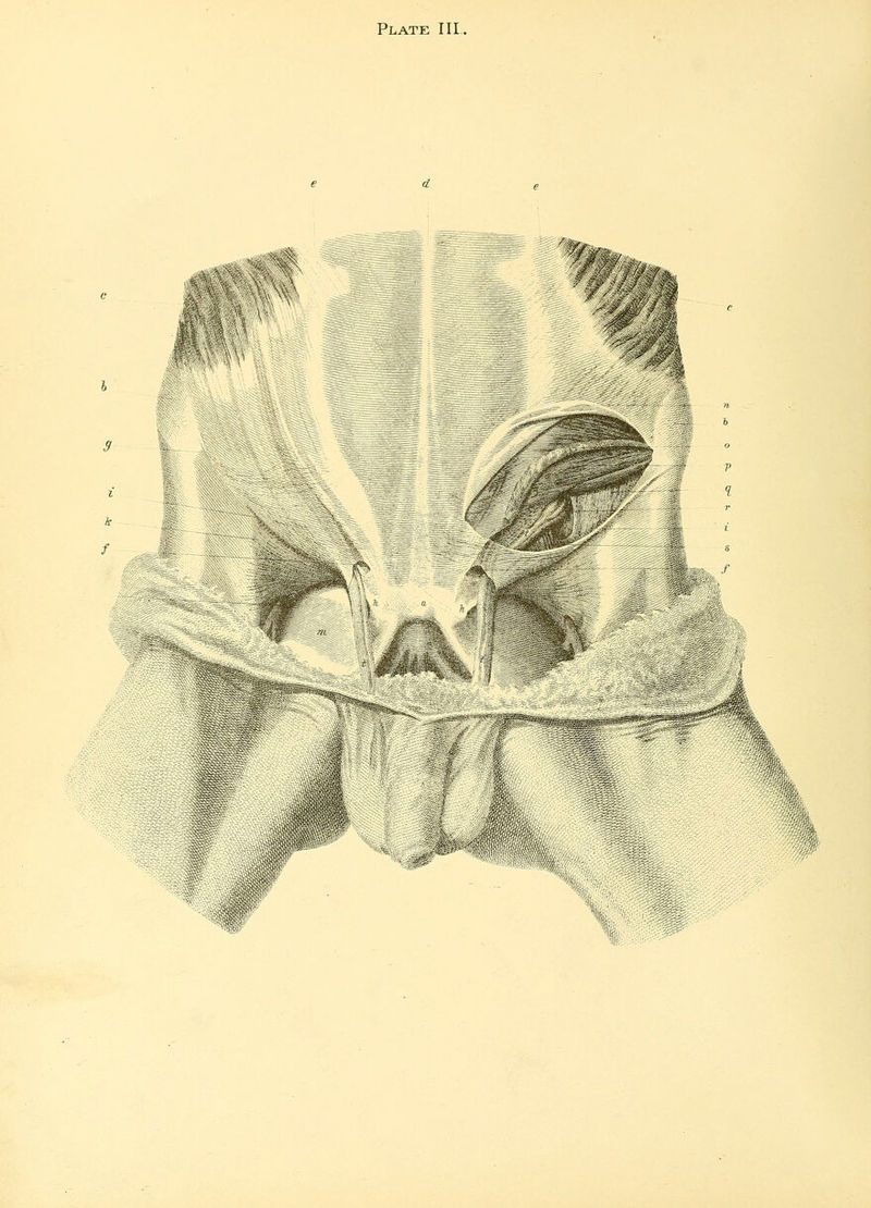 Plate III., liif, :f