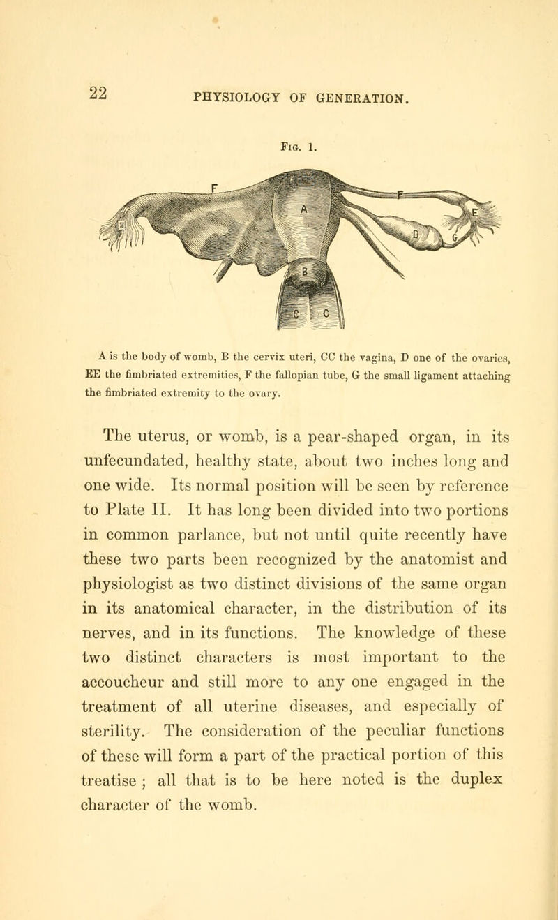 Fig. 1. A is the body of womb, B the cervix uteri, CC the vagina, D one of the ovaries, EE the fimbriated extremities, F the fallopian tube, G the small ligament attaching the fimbriated extremity to the ovary. The uterus, or womb, is a pear-shaped organ, in its unfecundated, healthy state, about two inches long and one wide. Its normal position will be seen by reference to Plate II. It has long been divided into two portions in common parlance, but not until quite recently have these two parts been recognized by the anatomist and physiologist as two distinct divisions of the same organ in its anatomical character, in the distribution of its nerves, and in its functions. The knowledge of these two distinct characters is most important to the accoucheur and still more to any one engaged in the treatment of all uterine diseases, and especially of sterility. The consideration of the peculiar functions of these will form a part of the practical portion of this treatise ; all that is to be here noted is the duplex character of the womb.