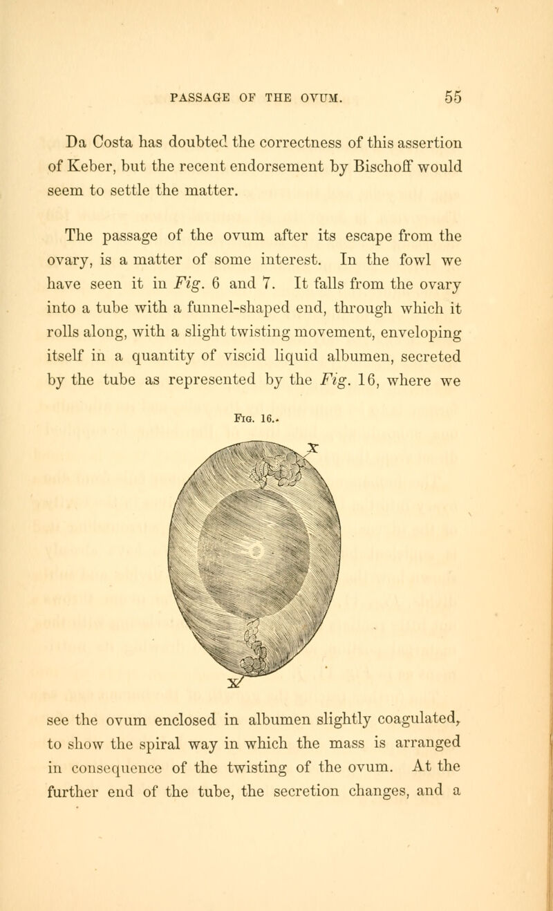 Da Costa has doubted the correctness of this assertion of Keber, but the recent endorsement by Bischoff would seem to settle the matter. The passage of the ovum after its escape from the ovary, is a matter of some interest. In the fowl we have seen it in Fig. 6 and 7. It falls from the ovary into a tube with a funnel-shaped end, through which it rolls along, with a slight twisting movement, enveloping itself in a quantity of viscid liquid albumen, secreted by the tube as represented by the Fig. 16, where we Fig. 16.. see the ovum enclosed in albumen slightly coagulated^ to show the spiral way in which the mass is arranged in consequence of the twisting of the ovum. At the further end of the tube, the secretion changes, and a