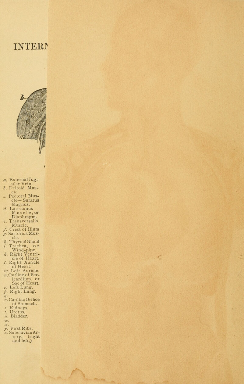 a. External Jug- ular Vein. h. Dc-lloid Mus- cle. c. Pccloral Mus- cle— Suratus Magnus. d. Latissunus M uscle,or Diaphragm. c. Transversalis Muscle. /. Crest of Ilium g. Sartorius Mus- cle. 7i. ThyroidGland i. Trachea, o r Wind-pipe. k. Right Ventri- cle of Heart. /. Right Auricle of Heart. ?/?. Left Auricle. ?i.Outline of Per- icardium, or Sac of Heart. 0. Left Lung. /. Right Lung. ?■ 7-. Cardiac Orifice of Stomach. .!■. Kidneys. /. Uretus. n. Bladder. y. First Ribs. z. SubclavianAr- icry, (right and leftj