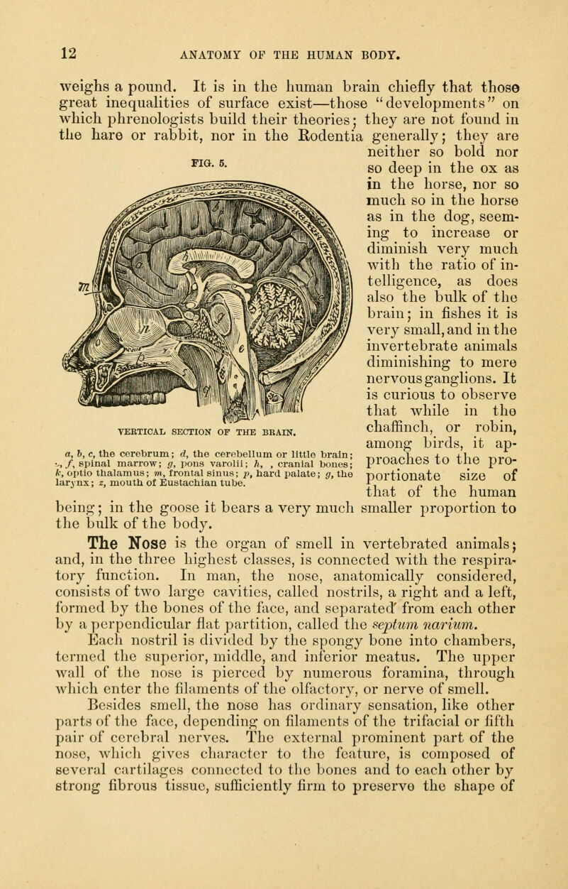 Fia. 5. weighs a pound. It is in the human brain chiefly that those great inequalities of surface exist—those developments on which phrenologists build their theories; they are not found in the hare or rabbit, nor in the Rodentia generally; they are neither so bold nor so deep in the ox as in the horse, nor so much so in the horse as in the dog, seem- ing to increase or diminish very much with the ratio of in- telligence, as does also the bulk of the brain; in fishes it is very small, and in the invertebrate animals diminishing to mere nervous ganglions. It is curious to observe that while in the chaffinch, or robin, among birds, it ap- proaches to the pro- portionate size of that of the human being; in the goose it bears a very much smaller proportion to the bulk of the body. The Nose is the organ of smell in vertebrated animals; and, in the three highest classes, is connected with the respira- tory function. In man, the nose, anatomically considered, consists of two largo cavities, called nostrils, a right and a left, formed by the bones of the face, and separated' from each other by a perpendicular flat partition, called the septum narium. Each nostril is divided by the spongy bone into chambers, termed the superior, middle, and inferior meatus. The upper wall of the nose is pierced by numerous foramina, through which enter the filaments of the olfactory, or nerve of smell. Besides smell, the nose has ordinary sensation, like other parts of the face, depending on filaments of the trifacial or fifth pair of cerebral nerves. The external prominent part of the nose, which gives character to the feature, is composed of several cartilages connected to the bones and to each other by strong fibrous tissue, sufficiently firm to preserve the shape of VERTICAL SECTION OF THE BRAIN. a, b, c, the cerebrum; d, the cerebellum or little brain; V,/, spinal marrow; g, pons varolii; h, , cranial bones; k, oi)tio thalamus; m, frontal sinus; p, hard palate; g, the larjnx; z, mouth of Eustachian tube.