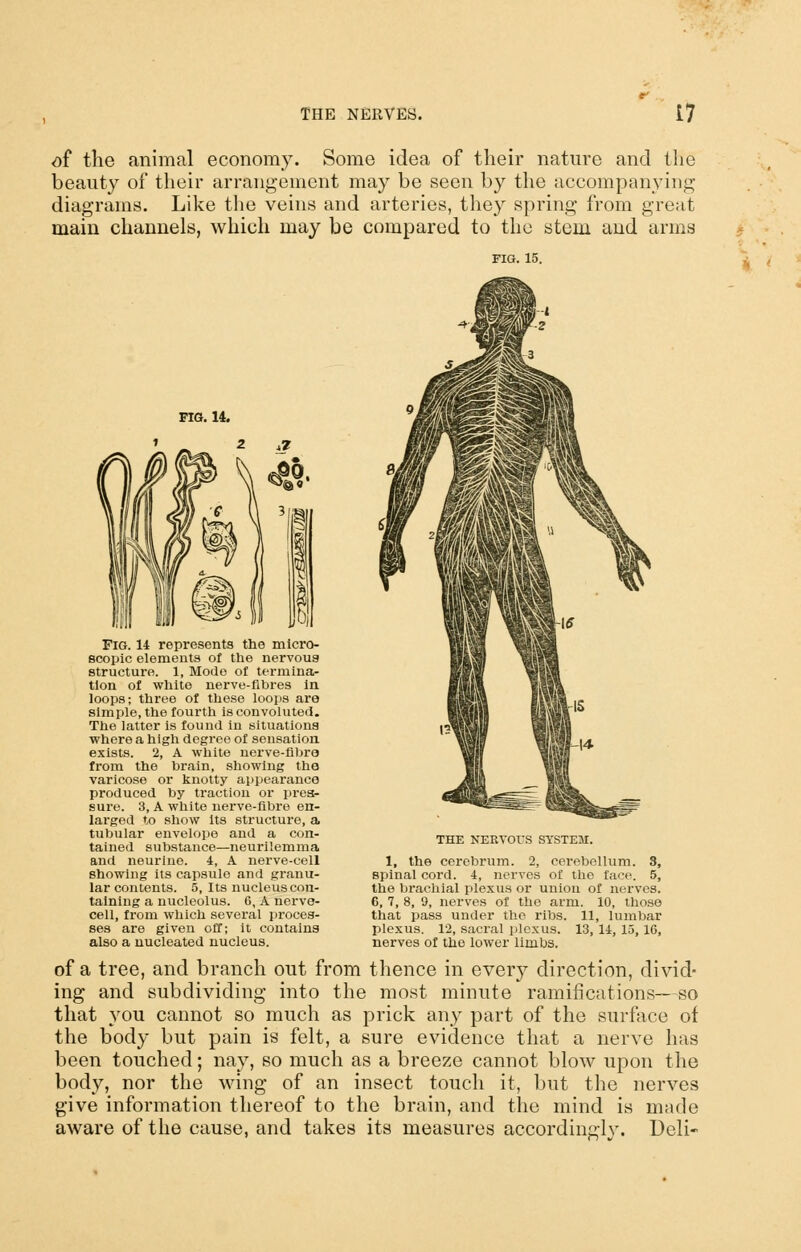 of the animal economy. Some idea of their nature and the beauty of their arrangement may be seen by the accompanying diagrams. Like tlie veins and arteries, they spring from great main channels, which may be compared to the stem and arms FIG. 15. FIG. 14. Fig. 14 represents the micro- scopic elements of the nervous structure. 1, Mode of termina- tion of white nerve-fibres In loops; three of these loops are simple, the fourth is convoluted. The latter is found in situations where a high degree of sensation exists. 2, A white nerve-fibre from the brain, showing the varicose or knotty appearance produced by traction or pres- sure. 3, A wliite nerve-fibre en- larged to show Its structure, a tubular envelope and a con- tained substance—neurilemma and neuriue. 4, A nerve-cell showing its capsule and granu- lar contents. 5, Its nucleus con- taining a nucleolus. 6, A nerve- cell, from which several proces- ses are given off; it contains also a nucleated nucleus. THE NERVOrS SYSTEM. 1, the cerebrum. 2, cerebellum. 3, spinal cord. 4, nerves of the face. 5, the brachial plexus or union of nerves. 6, 7, 8, 9, nerves of the arm. 10, those that pass under the ribs. 11, lumbar plexus. 12, sacral plexus. 13, 11, 15,16, nerves of the lower limbs. of a tree, and branch out from thence in every direction, divid- ing and subdividing into the most minute ramifications—so that you cannot so much as prick any part of the surface of the body but pain is felt, a sure evidence that a nerve has been touched; nay, so much as a breeze cannot blow upon the body, nor the wing of an insect touch it, but the nerves give information thereof to the brain, and the mind is made aware of the cause, and takes its measures accordingly. Deli-