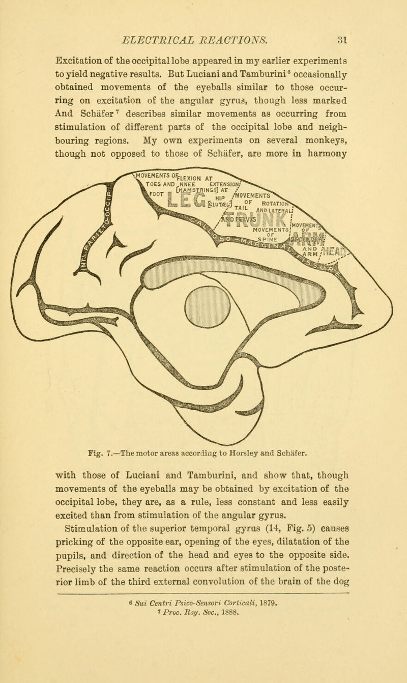 Excitation of the occipital lobe appeared in my earlier experiments to yield negative results. But Luciani and Tamburini * occasionally obtained movements of the eyeballs similar to those occur- ring on excitation of the angular gyrus, though less marked And Schafer'' describes similar movements as occurring from stimulation of different parts of the occipital lobe and neigh- bouring regions. My own experiments on several monkeys, though not opposed to those of Schafer, are more in harmony The motor areas according to Horsley and Schafer. with those of Luciani and Tamburini, and show that, though movements of the eyeballs may be obtained by excitation of the occipital lobe, they are, as a rule, less constant and less easily excited than from stimulation of the angular gyrus. Stimulation of the superior temporal gyrus (14, Fig. 5) causes pricking of the opposite ear, opening of the eyes, dilatation of the pupils, and direction of the head and eyes to the opposite side. Precisely the same reaction occurs after stimulation of the poste- rior limb of the third external convolution of the brain of the dog 6 Sui Centri Psico-Sensori Corticali, 1879. 1 Proc. Boy. Soc, 1888.