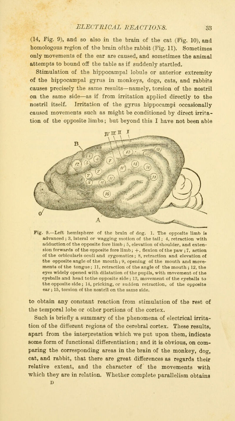 (14, Fig. 9), and so also in the brain of the cat (Fig. 10), and homologous region of the brain of the rabbit (Fig. 11). Sometimes only movements of the ear are caused, and sometimes the animal attempts to bound o3 the table as if suddenly startled. Stimulation of the hippocampal lobule or anterior extremity of the hippocampal gyrus in monkeys, dogs, cats, and rabbits causes precisely the same results—namely, torsion of the nostril on the same side—as if from irritation applied directly to the nostril itself. Irritation of the gyrus hippocampi occasionally caused movements such as might be conditioned by direct irrita- tion of the opposite limbs; but beyond this I have not been able A Fig. 9.—Left hemisphere of the brain of dog. 1. The opposite limb is advanced ; 3, lateral or wagging motion of the tail; 4, retraction with adduction of the opposite fore limb ; .5, elevation of shoulder, and exten- sion forwards of the opposite fore limb; +, flexion of the paw ; 7, action of the orbicularis oculi and zygomatics ; 8, retraction and elevation of the opposite angle of the mouth ; 9, opening of the mouth and move- ments of the tongue; 11, retraction of the angle of the mouth ; 12, the eyes widely opened with dilatation of the pupils, with movement of the eyeballs and head to the opposite side ; 13, movement of the eyeballs to the opposite side; 14, pricking, or sudden retraction, of the opposite ear ; 15, torsion of the nostril on the same side. to obtain any constant reaction from stimulation of the rest of the temporal lobe or other portions of the cortex. Such is briefly a summary of the phenomena of electrical irrita- tion of the different regions of the cerebral cortex. These results, apart from the interpretation which we put upon them, indicate some form of functional differentiation; and it is obvious, on com- paring the corresponding areas in the brain of the monkey, dog, cat, and rabbit, that there are great differences as regards their relative extent, and the character of the movements with which they are in relation. Whether complete parallelism obtains D