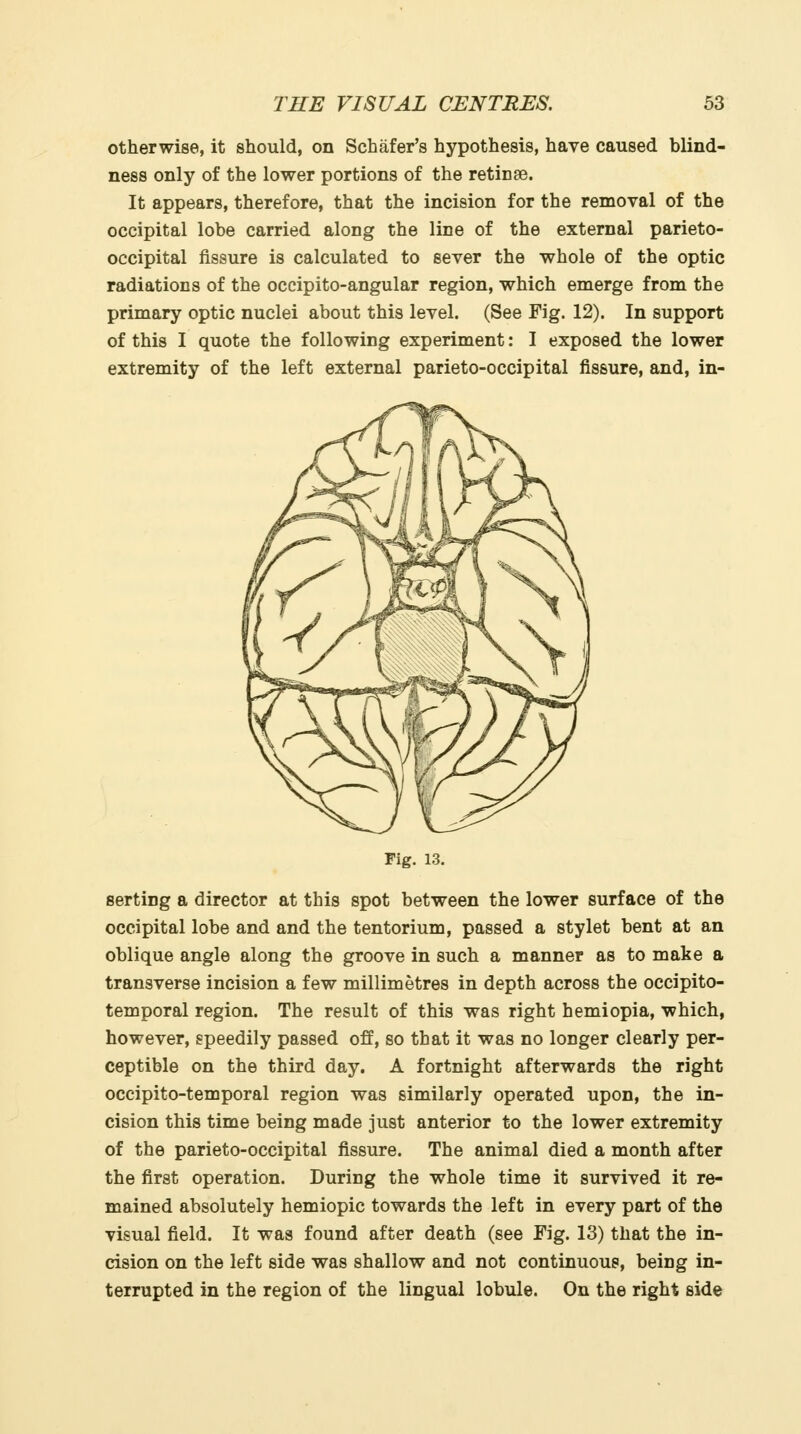 otherwise, it should, on Schafer's hypothesis, have caused blind- ness only of the lower portions of the retinae. It appears, therefore, that the incision for the removal of the occipital lobe carried along the line of the external parieto- occipital fissure is calculated to sever the whole of the optic radiations of the occipito-angular region, which emerge from the primary optic nuclei about this level. (See Fig. 12). In support of this I quote the following experiment: I exposed the lower extremity of the left external parieto-occipital fissure, and, in- Fig. 13. serting a director at this spot between the lower surface of the occipital lobe and and the tentorium, passed a stylet bent at an oblique angle along the groove in such a manner as to make a transverse incision a few millimetres in depth across the occipito- temporal region. The result of this was right hemiopia, which, however, speedily passed off, so that it was no longer clearly per- ceptible on the third day. A fortnight afterwards the right occipito-temporal region was similarly operated upon, the in- cision this time being made just anterior to the lower extremity of the parieto-occipital fissure. The animal died a month after the first operation. During the whole time it survived it re- mained absolutely hemiopic towards the left in every part of the visual field. It was found after death (see Fig. 13) that the in- cision on the left side was shallow and not continuous, being in- terrupted in the region of the lingual lobule. On the right side