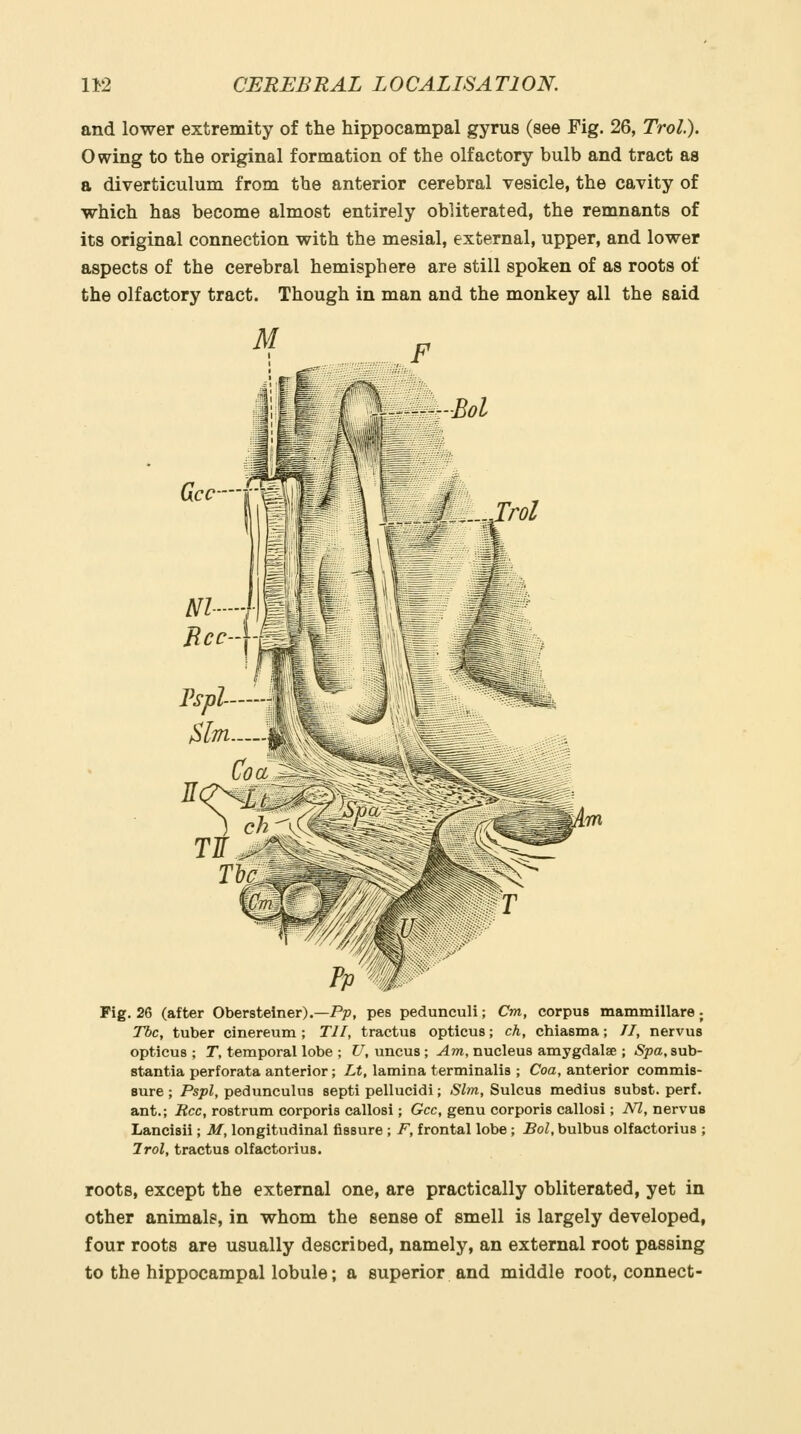 and lower extremity of the hippocampal gyrus (see Fig. 26, Trol). O wing to the original formation of the olfactory bulb and tract as a diverticulum from the anterior cerebral vesicle, the cavity of which has become almost entirely obliterated, the remnants of its original connection with the mesial, external, upper, and lower aspects of the cerebral hemisphere are still spoken of as roots of the olfactory tract. Though in man and the monkey all the said Fig. 26 (after Obersteiner).—Pp, pes pedunculi; Cm, corpus mammillare ; Tbc, tuber cinereum ; Til, tractus opticus; ch, chiasma; //, nervus opticus ; T, temporal lobe ; U, uncus ; Am, nucleus amygdalae ; Spa, sub- stantia perforata anterior; Lt, lamina terminalis ; Coa, anterior commis- sure ; Pspl, pedunculus septi pellucidi; Sim, Sulcus medius subst. perf. ant.; Rcc, rostrum corporis callosi; Gcc, genu corporis callosi; NT,, nervus Lancisii; M, longitudinal fissure ; F, frontal lobe ; Bol, bulbus olfactorius ; Jrol, tractus olfactorius. roots, except the external one, are practically obliterated, yet in other animals, in whom the sense of smell is largely developed, four roots are usually described, namely, an external root passing to the hippocampal lobule; a superior and middle root, connect-