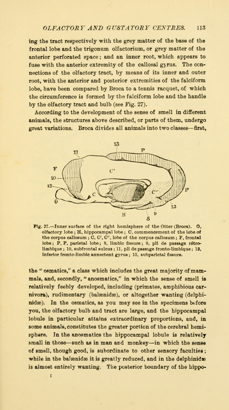 ing the tract respectively -with the grey matter of the base of the frontal lobe and the trigonum olfactorium, or grey matter of the anterior perforated space; and an inner root, which appears to fuse with the anterior extremity of the callosal gjrus. The con- nections of the olfactory tract, by means of its inner and outer root, with the anterior and posterior extremities of the falciform lobe, have been compared by Broca to a tennis racquet, of which the circumference is formed by the falciform lobe and the handle by the olfactory tract and bulb (see Fig. 27). According to the development of the sense of smell in different animals, the structures above described, or parts of them, undergo great variations. Broca divides all animals into two classes—first, Fig. 27.—Inner surface of the right hemisphere of the Otter (Broca). O, olfactory lobe ; H, hippocampal lobe ; C, commencement of the lobe of the corpus callosum ; C, C, C, lobe of the corpus callosum; F, frontal lobe; P, P, parietal lobe; 8, limbic fissure; 9, pli de passage rfitro- limbique ; 10, subfrontal sulcus ; 11, pli de pass&ge fronto-limbique; 12, inferior fronto-limbic annectent gyrus ; 1.3, subparietal fissure. the *' osmatics, a class which includes the great majority of mam- mals, and, secondly,  anosmatics, in which the sense of smell is relatively feebly developed, including (primates, amphibious car- nivora), rudimentary (balaenidae), or altogether wanting (delphi- nidsB). In the osmatics, as you may see in the specimens before you, the olfactory bulb and tract are large, and the hippocampal lobule in particular attains extraordinary proportions, and, in some animals, constitutes the greater portion of the cerebral hemi- sphere. In the anosmatics the hippocampal lobule is relatively small in those—such as in man and monkey—in which the sense of smell, though good, is subordinate to other sensory faculties ; while in the baleenidae it is greatly reduced, and in the delphinidae is almost entirely wanting. The posterior boundary of the hippo- I