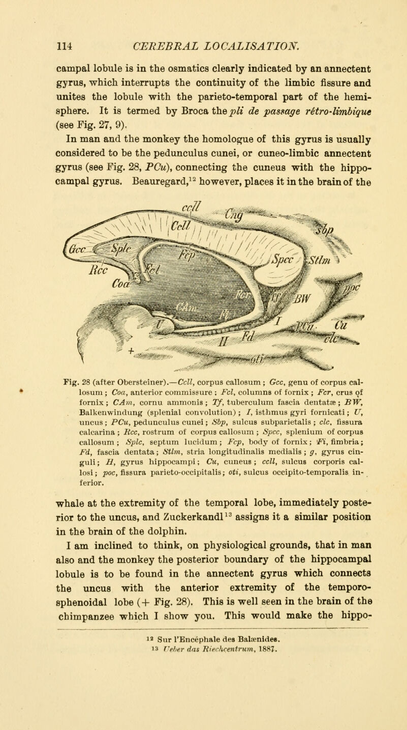 campal lobule is in the osmatics clearly indicated by an annectent gyrus, which interrupts the continuity of the limbic fissure and unites the lobule with the parieto-temporal part of the hemi- sphere. It is termed by Brocathej9/« de passage rHro-limbique (see Fig. 27, 9). In man and the monkey the homologue of this gyrus is usually considered to be the pedunculus cunei, or cuneo-limbic annectent gyrus (see Fig. 28, PCu), connecting the cuneus with the hippo- campal gyrus. Beauregard,^- however, places it in the brain of the Fig. 28 (after Obersteiner).—Cell, corpus callosum; Gcc, genu of corpus cal- losum ; Coa, anterior commissure ; Fcl, columns of fornix ; For, crus of fornix ; CAm, cornu ammonis ; Tf, tuberculum fascia dentatse ; BW, Balkenwindung (splenial convolution); /, isthmus gyri fornicati; U, uncus; PCu, pedunculus cunei; Sbp, sulcus subparietalis ; clc. fissura calcarina ; Rcc, rostrum of corpus callosum ; Spec, splenium of corpus callosum; Splc, septum lucidum; Fcp, body of fornix; i^i, fimbria; Fd, fascia dentata; Stlm, stria longitudinalis medialis ; g, gyrus cin- guli; H, gyrus hippocampi; Cu, cuneus ; cell, sulcus corporis cal- losi; poc, fissura parieto-occipitalis; oti, sulcus occipito-temporalis in- ferior. whale at the extremity of the temporal lobe, immediately poste- rior to the uncus, and ZuckerkandP^ assigns it a similar position in the brain of the dolphin. I am inclined to think, on physiological grounds, that in man also and the monkey the posterior boundary of the hippocampal lobule is to be found in the annectent gyrus which connects the uncus with the anterior extremity of the temporo- sphenoidal lobe (+ Fig. 28). This is well seen in the brain of the chimpanzee which I show you. This would make the hippo- 12 Sur I'Bncephale des Balaenides. 13 reher das Rierhcentrum, 1887.