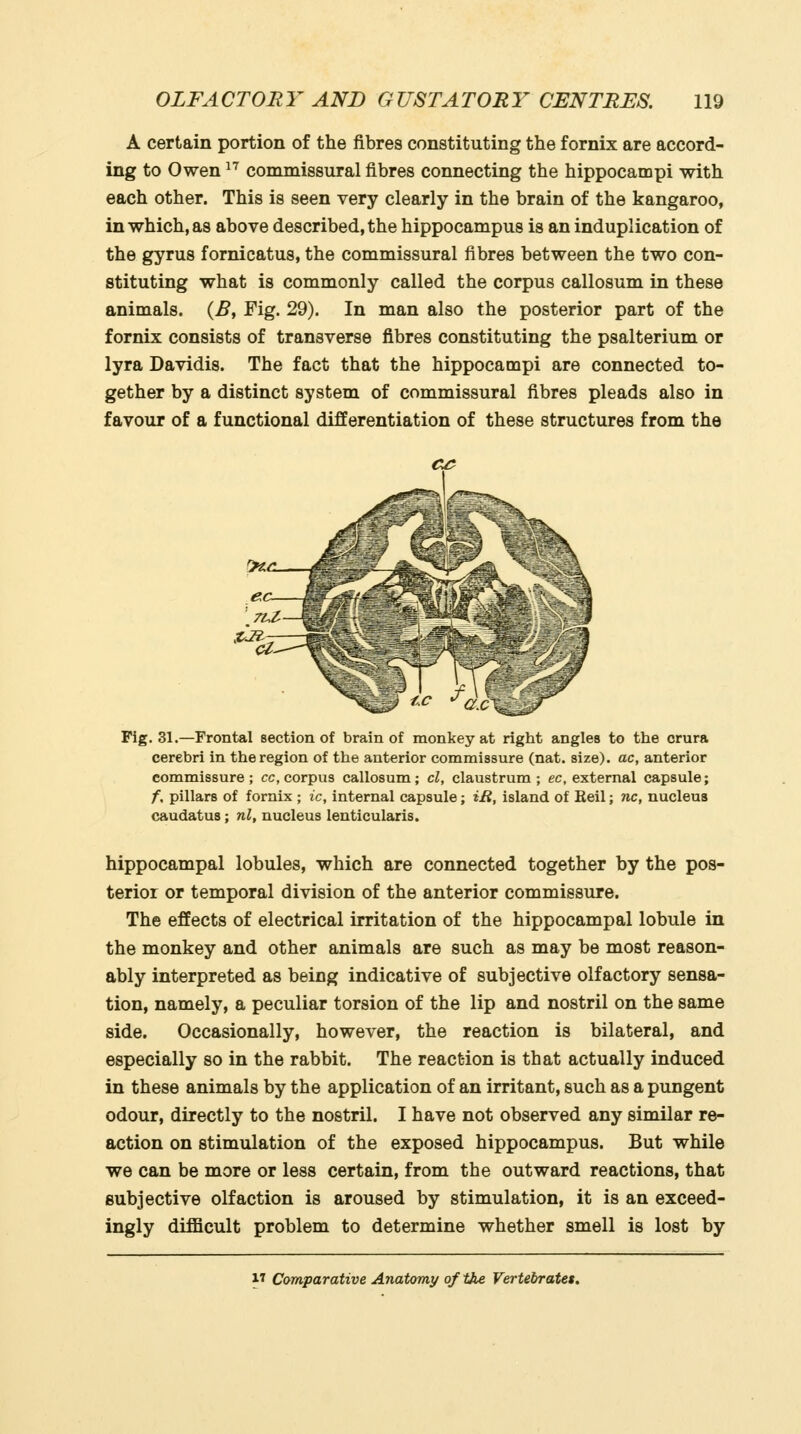 A certain portion of the fibres constituting the fornix are accord- ing to Owen '^'' commissural fibres connecting the hippocampi with each other. This is seen very clearly in the brain of the kangaroo, in which, as above described, the hippocampus is an induplication of the gyrus fornicatus, the commissural fibres between the two con- stituting what is commonly called the corpus callosum in these animals. {B, Fig. 29). In man also the posterior part of the fornix consists of transverse fibres constituting the psalterium or lyra Davidis. The fact that the hippocampi are connected to- gether by a distinct system of commissural fibres pleads also in favour of a functional differentiation of these structures from the Pig. 31.—Frontal section of brain of monkey at right angles to the crura cerebri in the region of the anterior commissure (nat. size), ac, anterior commissure; cc, corpus callosum; cl, claustrum ; ec, external capsule; f. pillars of fornix ; ic, internal capsule; iR, island of Keil; nc, nucleus caudatus; nl, nucleus lenticularis. hippocampal lobules, which are connected together by the pos- terior or temporal division of the anterior commissure. The effects of electrical irritation of the hippocampal lobule in the monkey and other animals are such as may be most reason- ably interpreted as being indicative of subjective olfactory sensa- tion, namely, a peculiar torsion of the lip and nostril on the same side. Occasionally, however, the reaction is bilateral, and especially so in the rabbit. The reaction is that actually induced in these animals by the application of an irritant, such as a pungent odour, directly to the nostril. I have not observed any similar re- action on stimulation of the exposed hippocampus. But while we can be more or less certain, from the outward reactions, that subjective olfaction is aroused by stimulation, it is an exceed- ingly difficult problem to determine whether smell is lost by 17 Comparative Anatomy of the Vertebrates.