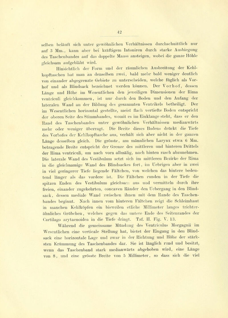 selben belauft sich unter gewöhnlichen Verhältnissen durchschnittlich nur auf 3 Mm., kann aber bei kräftigem Intoniren durch starke Ausbiegung des Taschenbandes auf das doppelte Maass ansteigen, wobei die ganze Höhle gleichsam aufgebläht wird. Hinsichtlich der Form und der räumlichen Ausbreitung der Kehl- kopftaschen bat man an denselben zwei, bald mehr bald weniger deutlich von einander abgegrenzte Gebiete zu unterscheiden, welche füglich als Vor- hof und als Blindsack bezeichnet werden können. Der Vorhof, dessen Länge und Höhe im Wesentlichen den jeweiligen Dimensionen der Rima ventriculi gleichkommen, ist nur durch den Boden und den Anfang der lateralen Wand an der Bildung des gesammten Ventrikels betheiligt. Der im Wesentlichen horizontal gestellte, meist flach vertiefte Boden entspricht der oberen Seite des Stimmbandes, womit es im Einklänge steht, dass er den Band des Taschenbandes unter gewöhnlichen Verhältnissen medianwärts mehr oder weniger überragt. Die Breite dieses Bodens drückt die Tiefe des Vorhofes der Kehlkopftasche aus, verhält sich aber nicht in der ganzen Länge desselben gleich. Die grösste, am männlichen Larynx etwa 6 Mm. betragende Breite entspricht der Grenze des mittleren und hinteren Drittels der Rima ventriculi, um nach vorn allmälig, nach hinten rasch abzunehmen. Die laterale Wand des Vestibulum setzt sich im mittleren Bezirke der Rima in die gleichnamige Wand des Blindsackes fort, im Uebrigen aber in zwei in viel geringerer Tiefe liegende Fältchen, von welchen das hintere bedeu- tend länger als das vordere ist. Die Fältchen runden in der Tiefe die spitzen Enden des Vestibulum gleichsam aus und vermitteln durch ihre freien, einander zugekehrten, concaven Ränder den Uebergang in den Blind- sack, dessen mediale Wand zwischen ihnen mit dem Rande des Taschen- bandes beginnt. Nach innen vom hinteren Fältchen zeigt die Schleimhaut in manchen Kehlköpfen ein bisweilen etliche Millimeter langes trichter- ähnliches Grübchen, welches gegen das untere Ende des Seitenrandes der Cartilago arytaenoidea in die Tiefe dringt. Tat'. IL Fig. V. 13. Während die gemeinsame Mündung des Ventriculus Morgagnii im Wesentlichen eine verticale Stellung hat, bietet der Eingang in den Blind- sack eine horizontale Lage und zwar in der Richtung und Höhe der stärk- sten Krümmung des Taschenbandes dar. Sie ist länglich rund und besitzt, wenn das Taschenband stark medianwärts abgehoben wird, eine Länge von 8, und eine grösste Breite von 5 Millimeter, so dass sich die viel