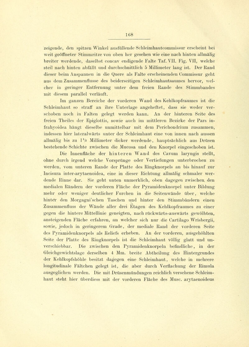 zeigende, den spitzen Winkel ausfüllende Schleimhautcommissur erscheint bei weit geöffneter Stimmritze von oben her gesehen wie eine nach hinten allmälig breiter werdende, daselbst concav endigende Falte Taf. VII. Fig. VII, welche steil nach hinten abfällt und durchschnittlich 5 Millimeter lang ist. Der Rand dieser beim Anspannen in die Quere als Falte erscheinenden Commissur geht aus dem Zusammenflusse des beiderseitigen Schleimhautsaumes hervor, wel- cher in geringer Entfernung unter dem freien Rande des Stimmbandes mit diesem parallel verläuft. Im ganzen Bereiche der vorderen Wand des Kehlkopfraumes ist die Schleimhaut so straff an ihre Unterlage angeheftet, dass sie weder ver- schoben noch in Falten gelegt werden kann. An der hinteren Seite des freien Theiles der Epiglottis, sowie auch im mittleren Bezirke der Pars in- frahyoidea hängt dieselbe unmittelbar mit dem Perichondrium zusammen, indessen hier lateralwärts unter der Schleimhaut eine von innen nach aussen allmälig bis zu l1/* Millimeter dicker werdende, hauptsächlich aus Drüsen bestehende Schichte zwischen die Mucosa und den Knorpel eingeschoben ist. Die Innenfläche der hinteren Wand des Cavum laryngis stellt, ohne durch irgend welche Vorsprünge oder Vertiefungen unterbrochen zu Werden, vom unteren Rande der Platte des Ringknorpels an bis hinauf zur Incisura inter-arytaenoidea, eine in dieser Richtung allmälig schmaler wer- dende Rinne dar. Sie geht unten unmerklich, oben dagegen zwischen den medialen Rändern der vorderen Fläche der Pyramidenknorpel unter Bildung mehr oder weniger deutlicher Furchen in die Seitenwände über, welche hinter den Morgagni'schen Taschen und hinter den Stimmbändern einen Zusammenfluss der Wände aller drei Etagen des Kehlkopfraumes zu einer gegen die hintere Mittellinie geneigten, nach rückwärts-auswärts gewölbten, ansteigenden Fläche erfahren, an welcher sich nur die Cartilago Wrisbergii, sowie, jedoch in geringerem Grade, der mediale Rand der vorderen Seite des Pyramidenknorpels als Reliefs erheben. An der vorderen, ausgehöhlten Seite der Platte des Ringknorjoels ist die Schleimhaut völlig glatt und un- verschiebbar. Die zwischen den Pyramidenknorpeln befindliche, in der Gleichgewichtslage derselben 4 Mm. breite Abtheilung des Hintergrundes der Kehlkopfshöhle besitzt dagegen eine Schleimhaut, welche in mehrere longitudinale Fältchen gelegt ist, die aber durch Verflachung der Rimula ausgeglichen werden. Die mit Drüsenmündungen reichlich versehene Schleim- haut steht hier überdiess mit der vorderen Fläche des Muse, arytaenoideus