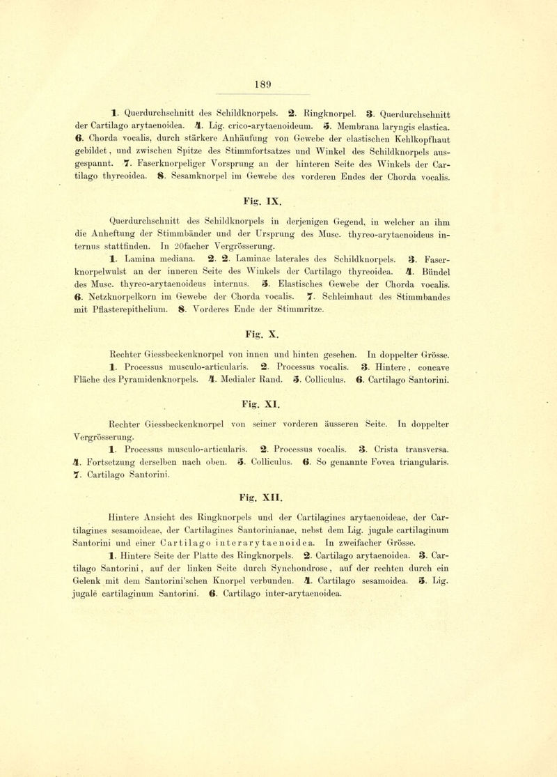 1. Querdurchschnitt des Schildknorpels. 2. Ringknorpel. 3. Querdurehschnitt der Cartilago arytaenoidea. 4. Lig. crico-arytaenoideum. 5. Membrana laryngis elastica. 6. Chorda vocalis, durch stärkere Anhäufung von Gewebe der elastischen Kehlkopfhaut gebildet, und zwischen Spitze des Stimmfortsatzes und Winkel des Schildknorpels aus- gespannt. 7. Faserknorpeliger Vorsprung an der hinteren Seite des Winkels der Car- tilago thyreoidea. 8. Sesamknorpel im Gewebe des vorderen Endes der Chorda vocalis. Fig. IX. Querdurchschnitt des Schildknorpels in derjenigen Gegend, in welcher an ihm die Anheftung der Stimmbänder und der Ursprung des Muse, thyreo-arytaenoideus in- ternus stattfinden. In 20facker Vergrösserung. 1. Lamina mediana. 2. 2. Laminae laterales des Schildknorpels. 3. Faser- knorpelwulst an der inneren Seite des Winkels der Cartilago thyreoidea. 4. Bündel des Muse, thyreo-arytaenoideus internus. 5. Elastisches Gewebe der Chorda vocalis. 6. Netzknorpelkorn im Gewebe der Chorda vocalis. 7- Schleimhaut des Stimmbandes mit Pflasterepithelium. 8. Vorderes Ende der Stimmritze. Fig. X. Rechter Giessbeckenknorpel von innen und hinten gesehen. In doppelter Grösse. 1. Processus musculo-articularis. 2. Processus vocalis. 3. Hintere, coneave Fläche des Pyramidenknorpels. 4. Medialer Rand. 5. Colliculus. 6. Cartilago Santorini. Fig. XI. Rechter Giessbeckenknorpel von seiner vorderen äusseren Seite. In doppelter Vergrösserung. 1. Processus musculo-articularis. 2. Processus vocalis. 3. Crista transversa. 4. Fortsetzung derselben nach oben. 5. Colliculus. 6. So genannte Fovea triangularis. 7. Cartilago Santorini. Fig. XII. Hintere Ansicht des Ringknorpels und der Cartilagines arytaenoideae, der Car- tilagines sesamoideae, der Cartilagines Santorinianae, nebst dem Lig. jugale cartilaginum Santorini und einer Cartilago interarytaenoidea. In zweifacher Grösse. 1. Hintere Seite der Platte des Ringknorpels. 2. Cartilago arytaenoidea. 3. Car- tilago Santorini, auf der linken Seite durch Synchondrose, auf der rechten durch ein Gelenk mit dem Santorini'schen Knorpel verbunden. 4. Cartilago sesamoidea. 5. Lig. jugale cartilaginum Santorini. 6. Cartilago inter-arytaenoidea.