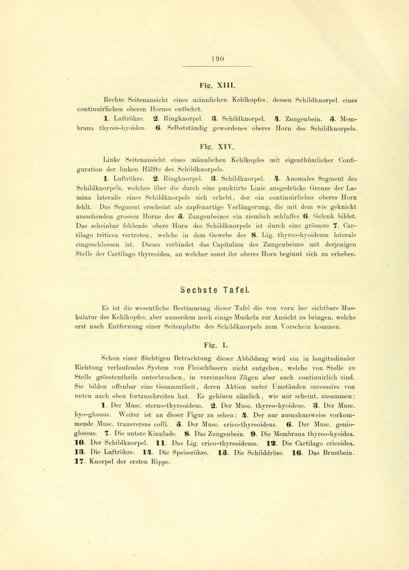 Fig. XIII. Rechte Seitenansicht eines männlichen Kehlkopfes, dessen Schildknorpel eines continnirlichen oberen Hornes entbehrt. 1. Luftröhre. 2. Ringknorpel. 3. Schildknorpel. 4. Zungenbein. 3. Mem- brana thyreo-hyoidea. 6. Selbstständig gewordenes oberes Hörn des Schildknorpels. Fig. XIV. Linke Seitenansicht eines männlichen Kehlkopfes mit eigenthümlicher Confi- guration der linken Hälfte des Schildknorpels. 1. Luftröhre. 2- Riugknorpel. 3. Schildknorpel. 4. Anomales Segment des Schildknorpels, welches über die durch eine punktirte Linie ausgedrücke Grenze der La- mina lateralis eines Schildknorpels sich erhebt, der ein continuirliches oberes Hörn fehlt. Das Segment erscheint als zapfenartige Verlängerung, die mit dem wie geknickt aussehenden grossen Hörne des 3. Zungenbeines ein ziemlich schlaffes 6. Gelenk bildet. Das scheinbar fehlende obere Hörn des Schildknorpels ist durch eine grössere 7. Car- tilago triticea vertreten, welche in dem Gewebe des 8. Lig. thyreo-hyoideum laterale eingeschlossen ist. Dieses verbindet das Capitulum des Zungenbeines mit derjenigen Stelle der Cartilago thyreoidea, an welcher sonst ihr oberes Hörn beginnt sich zu erheben. Sechste Tafel. Es ist die wesentliche Bestimmung dieser Tafel die von vorn her sichtbare Mus- kulatur des Kehlkopfes, aber ausserdem noch einige Muskeln zur Ansicht zu bringen, welche erst nach Entfernung einer Seitenplatte des Schildknorpels zum Vorschein kommen. Fig. I. Schon einer flüchtigen Betrachtung dieser Abbildung wird ein in longitudinaler Richtung verlaufendes System von Fleischfasern nicht entgehen, welche von Stelle zu Stelle grösstentheils unterbrochen, in vereinzelten Zügen aber auch continuirlich sind. Sie bilden offenbar eine Gesammtheit, deren Aktion unter Umständen successive von unten nach oben fortzuschreiten hat. Es gehören nämlich, wie mir scheint, zusammen: 1. Der Muse, sterno-thyreoideus. 2. Der Muse, thyreo-hyoideus. 3. Der Muse, hyo-glossus. Weiter ist an dieser Figur zu sehen: 4. Der nur ausnahmsweise vorkom- mende Muse, transversus colli. 3. Der Muse, crico-thyreoideus. 6. Der Muse, genio- glossus. 7. Die untere Kinnlade. 8. Das Zungenbein. 9. Die Membrana thyreo-hyoidea. 10. Der Schildknorpel. 11. Das Lig. crico-thyreoideum. 1Ä. Die Cartilago erieoidea. 13. Die Luftröhre. 14. Die Speiseröhre. 13. Die Schilddrüse. 16. Das Brustbein. IT. Knorpel der ersten Rippe.