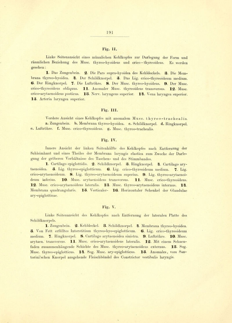 Fig. IL Linke Seitenansicht eines männlichen Kehlkopfes zur Darlegung der Forin und räumlichen Beziehung des Muse, thyreo-hyoideus und crico - thyreoideus. Es werden gesehen: 1. Das Zungenbein. 2. Die Pars supra-hyoidea des Kehldeckels. 3. Die Mem- brana thyreo-hyoidea. 4. Der Schildknorpel. 5. Das Lig. crico-thyreoideum medium. 6. Der Ringknorpel. 1. Die Luftröhre. 8. Der Muse, thyreo-hyoideus. 9. Der Muse, crico-thyreoideus obliquus. 11. Anomaler Muse, thyreoideus transversus. 12. Muse, crico-arytaenoideus posticus. 13. Nerv, laryngeus superior. 14. Vena laryngea superior. 15. Arteria laryngea superior. Fig. III. Vordere Ansicht eines Kehlkopfes mit anomalem Muse, thyreo-trachealis. a. Zungenbein, b. Membrana thyreo-hyoidea. C. Schildknorpel, d. Ringknorpel. e. Luftröhre, f. Muse, crico-thyreoideus. g. Muse, thyreo-trachealis. Fig. IV. Innere Ansicht der linken Seitenhälfte des Kehlkopfes nach Entfernung der Sehleimhaut und eines Theiles der Membrana laryngis elastica zum Zwecke der Darle- gung der gröberen Verhältnisse des Taschen- und des Stimmbaudes. 1. Cartilago epiglottidis. 2. Schildknorpel. 3. Ringknorpel. 4. Cartilago ary- taenoidea. ö. Lig. thyreo-epiglotticum. 6. Lig. crico-thyreoideum medium. 1. Lig. crico-arytaenoideum. 8. Lig. thyreo-arytaenoideum superius. 9. Lig. thyreo-arytaenoi- deum inferius. 10. Muse, arytaenoideus transversus. 11. Muse, crico-thyreoideus. 12. Muse, crico-arytaenoideus lateralis. 13- Muse, thyreo-arytaenoideus internus. 14. Membrana cpmdrangularis. 15. Verticaler- 16. Horizontaler Schenkel der Glandulae ary-epiglotti cae. Fig. V. Linke Seitenansicht des Kehlkopfes nach Entfernung der lateralen Platte des Schildknorpels. 1. Zungenbein. 2. Kehldeckel. 3. Schildknorpel. 4. Membrana thyreo-hyoidea. 5. Von Fett erfülltes Interstitium thyreo-hyo-epiglotticum. 6. Lig. crico-thyreoideum medium. 1. Ringknorpel. 8. Cartilago arytaenoidea sinistra. 9. Luftröhre. 10. Muse, arytaen. transversus. 11. Muse, crico-arytaenoideus lateralis. 12. Mit einem Sehnen- faden zusammenhängende Schichte des Muse, thyreo-arytaenoideus externus. 13. Sog. Muse, thyreo-epiglotticus. 14. Sog. Muse, ary-epiglotticus. 15. Anomales, vom San- torini'schen Knorpel ausgehende Fleischbündel des Constrictor vestibulis laryngis.