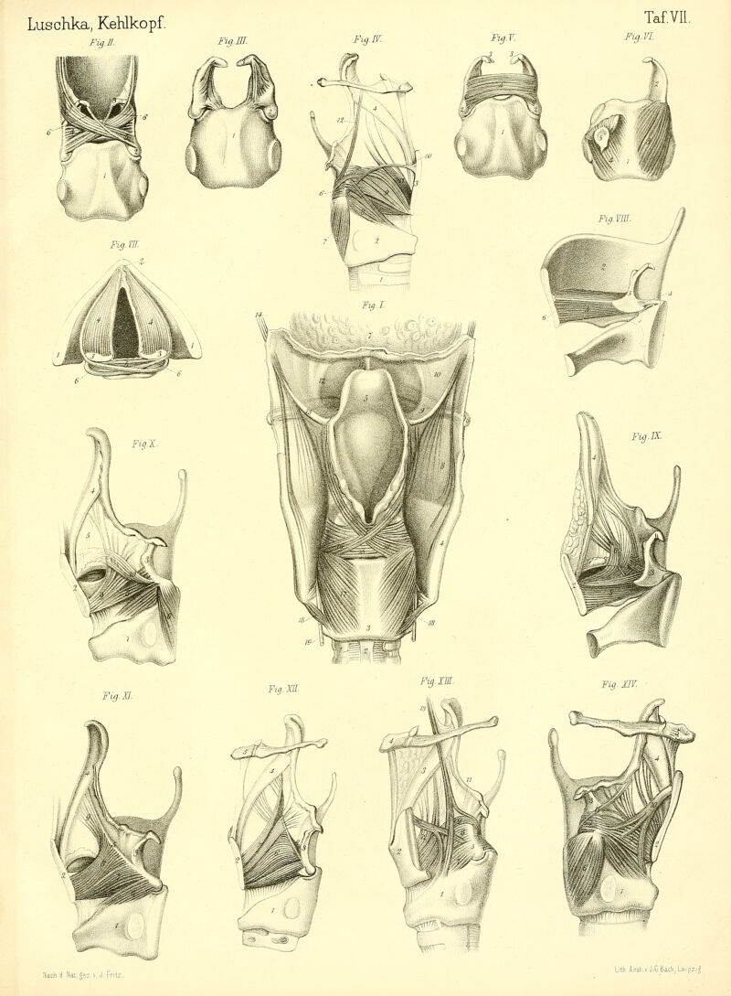 Fig.H. FigM. M % 1 Fiß.W. Fig.V. Fy.z Taf.VII. Fig. VI Fig. II. Fig. JF. Fig. IM. Fig. HJ. flach d Nat.gez v.J. Fritz. litt. Anst.v.J.-G.Sach, Leipzig