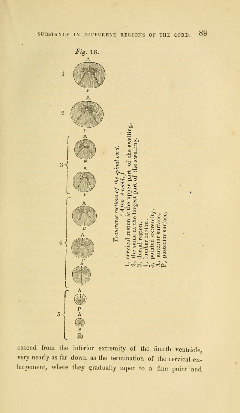 3^ • A ^ a a, -e5 C!gS , ^3 a § - s » Co N eS <o «■ s c £ x * §- s-s. y ra ^ TO 0> ,ph c/j CC o -M i « S1-S- s 3 Bj r-Tc«co * «5 *l P^ extend from the inferior extremity of the fourth ventricle very nearly as far down as the termination of the cervical en- largement, where they gradually taper to a fine point and