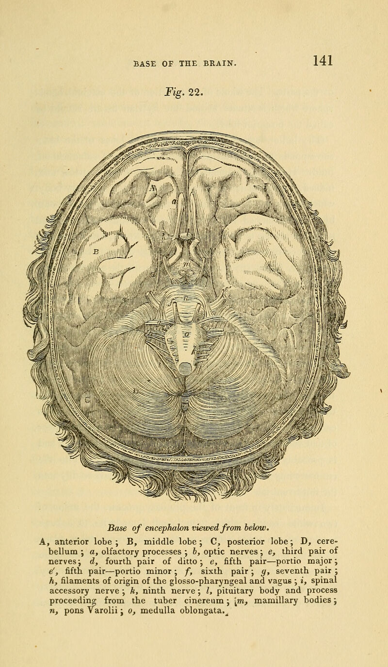 Fig. 22. ■ r ^Trmv Base of encephalon viewed from below. A, anterior lobe ; B, middle lobe; C, posterior lobe; D, cere- bellum ; a, olfactory processes ; b, optic nerves; e, third pair of nerves-, d, fourth pair of ditto; e, fifth pair—portio major; e', fifth pair—portio minor ; f, sixth pair ; y, seventh pair ; h, filaments of origin of the glosso-pharyngeal and vagu6 ; i, spinal accessory nerve ; h, ninth nerve -, I, pituitary body and process proceeding from the tuber cinereum; [m, mamillary bodies; n, pons Varolii; o, medulla oblongata.^