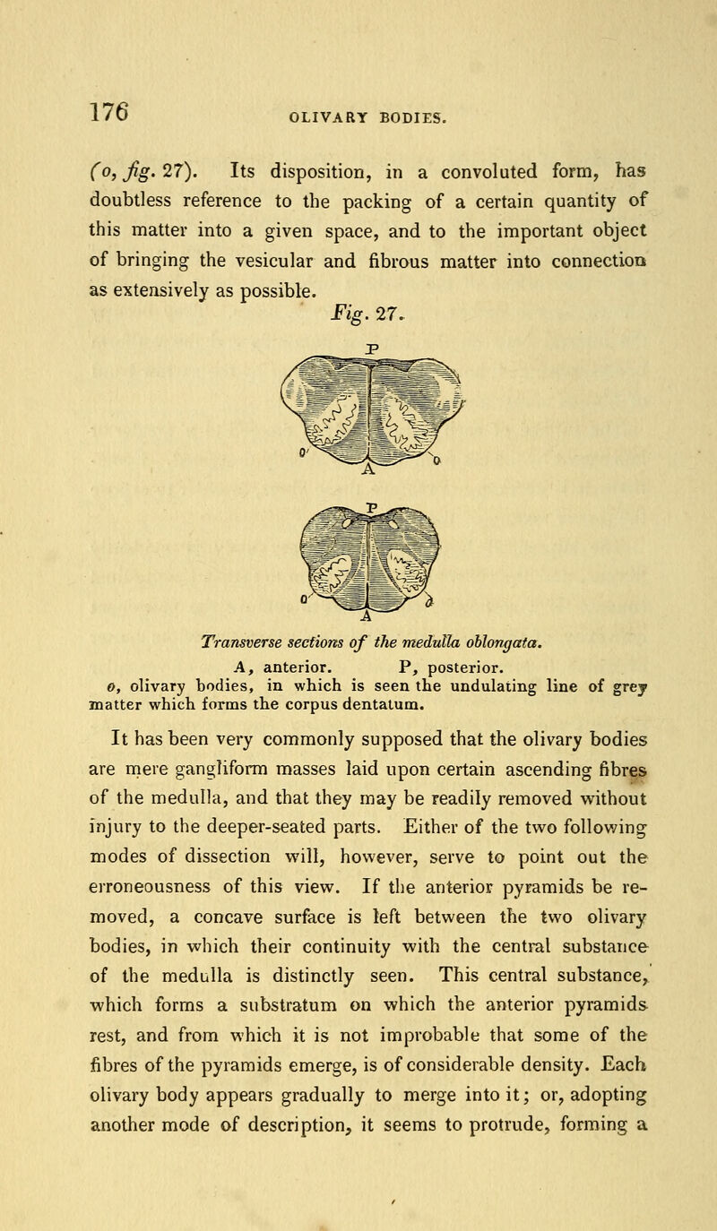 OLIVARY BODIES. (o, Jig. 27). Its disposition, in a convoluted form, has doubtless reference to the packing of a certain quantity of this matter into a given space, and to the important object of bringing the vesicular and fibrous matter into connection as extensively as possible. Fig. 27. Transverse sections of the medulla oblongata. A, anterior. P, posterior. o, olivary bodies, in which is seen the undulating line of grey matter which forms the corpus dentatum. It has been very commonly supposed that the olivary bodies are mere gangliform masses laid upon certain ascending fibres of the medulla, and that they may be readily removed without injury to the deeper-seated parts. Either of the two following modes of dissection will, however, serve to point out the erroneousness of this view. If the anterior pyramids be re- moved, a concave surface is left between the two olivary bodies, in which their continuity with the central substance of the medulla is distinctly seen. This central substance, which forms a substratum on which the anterior pyramids rest, and from which it is not improbable that some of the fibres of the pyramids emerge, is of considerable density. Each olivary body appears gradually to merge into it; or, adopting another mode of description, it seems to protrude, forming a