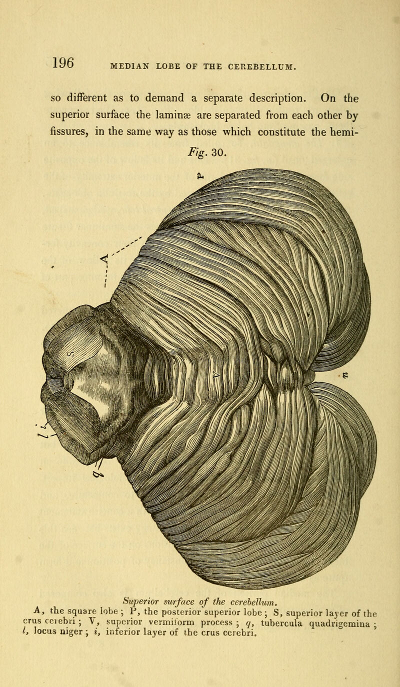 MEDIAN LOBE OF THE CEREBELLUM. so different as to demand a separate description. On the superior surface the laminae are separated from each other by fissures, in the same way as those which constitute the hemi- Fig. 30. Superior surface of the cerebellum. A, the square lobe ; P, the posterior superior lobe ; S, superior layer of the crus cerebri ; V, superior vermhorm process ; q, tubercula quadrigemina ; I, locus niger \ i, inferior layer of the crus cerebri.