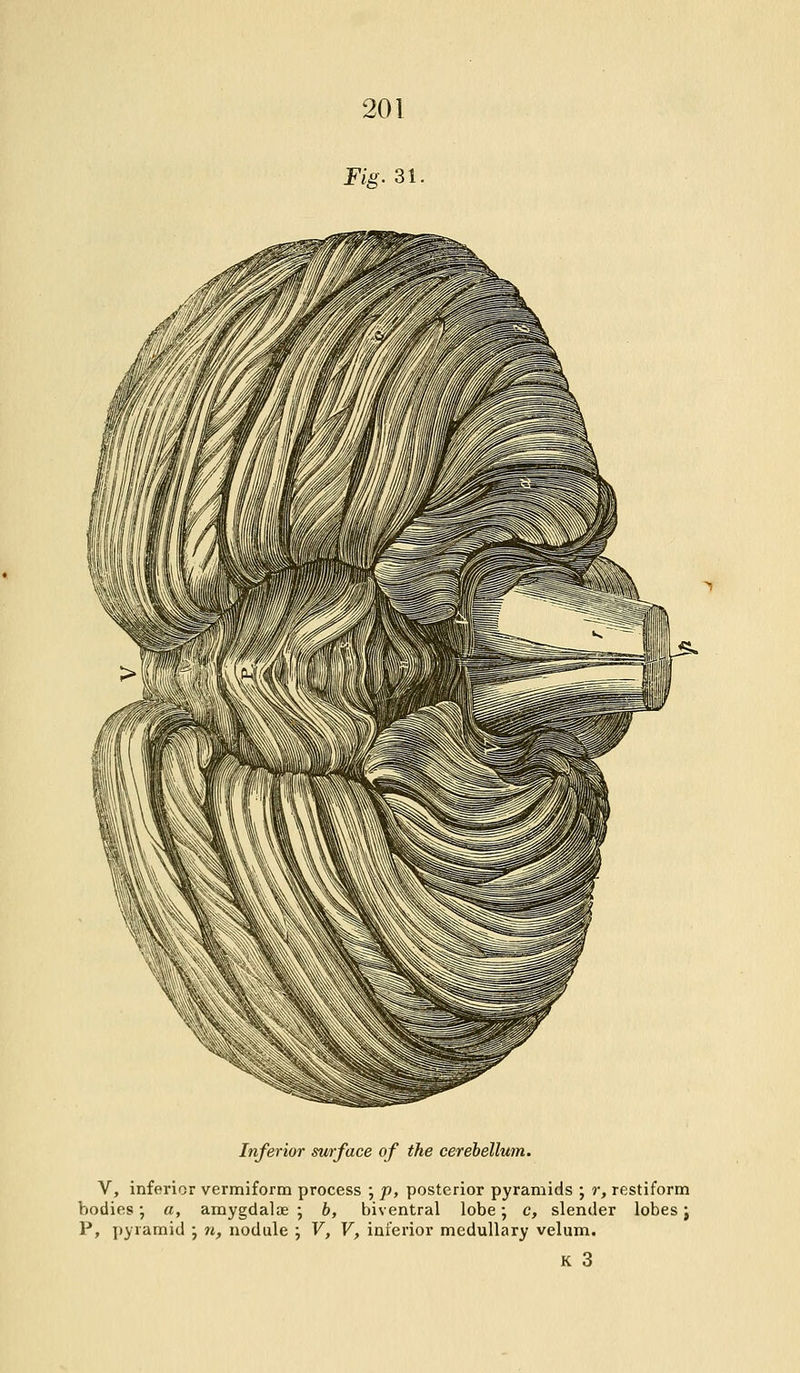 Fig. 31 Inferior surface of the cerebellum. V, inferior vermiform process -, p, posterior pyramids ; r, restiform bodies; a, amygdalae ; b, biventral lobe; c, slender lobes; P, pyramid ; n, nodule ; V, V, inferior medullary velum.