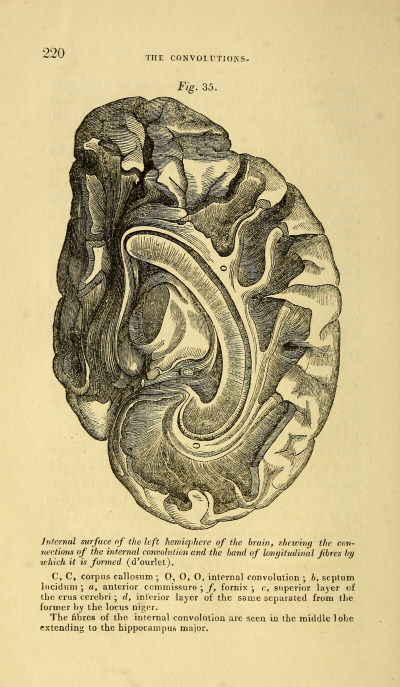 THE CONVOLUTIONS. Fig. 35. Internal surface of the left hemisphere of the brain, shewing the con- nections of the internal convolution and the band of longitudinal fibres by which it is formed (d'ourlet). C, C, corpus callosum ; O, O, O, internal convolution ; b, septum lucidum ; a, anterior commissure •, f, fornix ; c, superior layer of the crus cerebri ; d, inferior layer of the same separated from the former by the locus nigcr. The fibres of the internal convolution arc seen in the middle lobe extending to the hippocampus major.