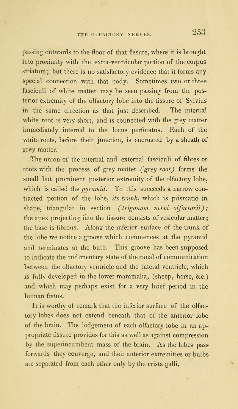 passing outwards to the floor of that fissure, where it is brought into proximity with the extra-ventricular portion of the corpus striatum; but there is no satisfactory evidence that it forms any special connection with that body. Sometimes two or three fasciculi of white matter may be seen passing from the pos- terior extremity of the olfactory lobe into the fissure of Sylvius in the same direction as that just described. The internal white root is very short, and is connected with the grey matter immediately internal to the locus perforatus. Each of the white roots, before their junction, is encrusted by a sheath of grey matter. The union of the internal and external fasciculi of fibres or roots with the process of grey matter (grey root) forms the small but prominent posterior extremity of the olfactory lobe, which is called the pyramid. To this succeeds a narrow con- tracted portion of the lobe, its trunk, which is prismatic in shape, triangular in section (trigonum nervi oljactorii); the apex projecting into the fissure consists of vesicular matter; the base is fibrous. Along the inferior surface of the trunk of the lobe we notice a groove which commences at the pyramid and terminates at the bulb. This groove has been supposed to indicate the rudimentary state of the canal of communication between the olfactory ventricle and the lateral ventricle, which is fully developed in the lower mammalia, (sheep, horse, &c.) and which may perhaps exist for a very brief period in the human foetus. It is worthy of remark that the inferior surface of the olfac- tory lobes does not extend beneath that of the anterior lobe of the brain. The lodgement of each olfactory lobe in an ap- propriate fissure provides for this as well as against compression by the superincumbent mass of the brain. As the lobes pass forwards they converge, and their anterior extremities or bulbs are separated from each other only by the crista galli.