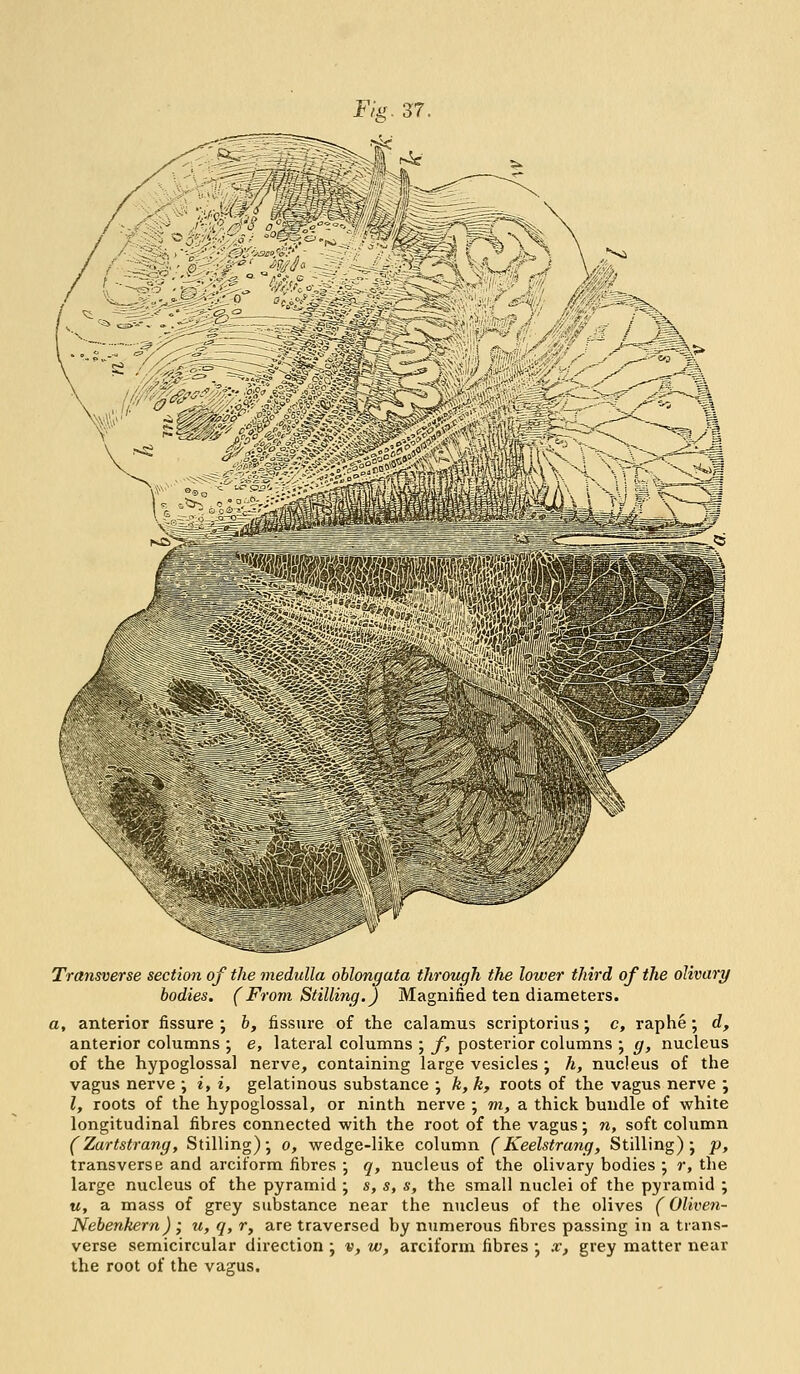 Fig. 37. iNtti M Transverse section of the medulla oblongata through the lower third of the olivary bodies. (From Stilling.) Magnified ten diameters. a, anterior fissure; b, fissure of the calamus scriptorius; c, raphe; d, anterior columns ; e, lateral columns ; f, posterior columns ; g, nucleus of the hypoglossal nerve, containing large vesicles ; h, nucleus of the vagus nerve ; i, i, gelatinous substance ; k, k, roots of the vagus nerve ; I, roots of the hypoglossal, or ninth nerve ; m, a thick bundle of white longitudinal fibres connected with the root of the vagus; n, soft column (Zartstrang, Stilling); o, wedge-like column (Keelstrang, Stilling); p, transverse and arciform fibres ; q, nucleus of the olivary bodies ; r, the large nucleus of the pyramid ; s, s, s, the small nuclei of the pyramid ; u, a mass of grey substance near the nucleus of the olives (Oliven- Nebenkern); u, q, r, are traversed by numerous fibres passing in a trans- verse semicircular direction ; v, w, arciform fibres ; x, grey matter near the root of the vagus.