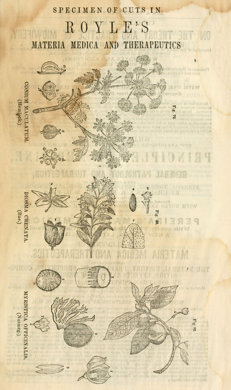 SPECIMEN OF CUTS IN RO YLE'S MATERIA MEDICA AND THERAPEUTICS