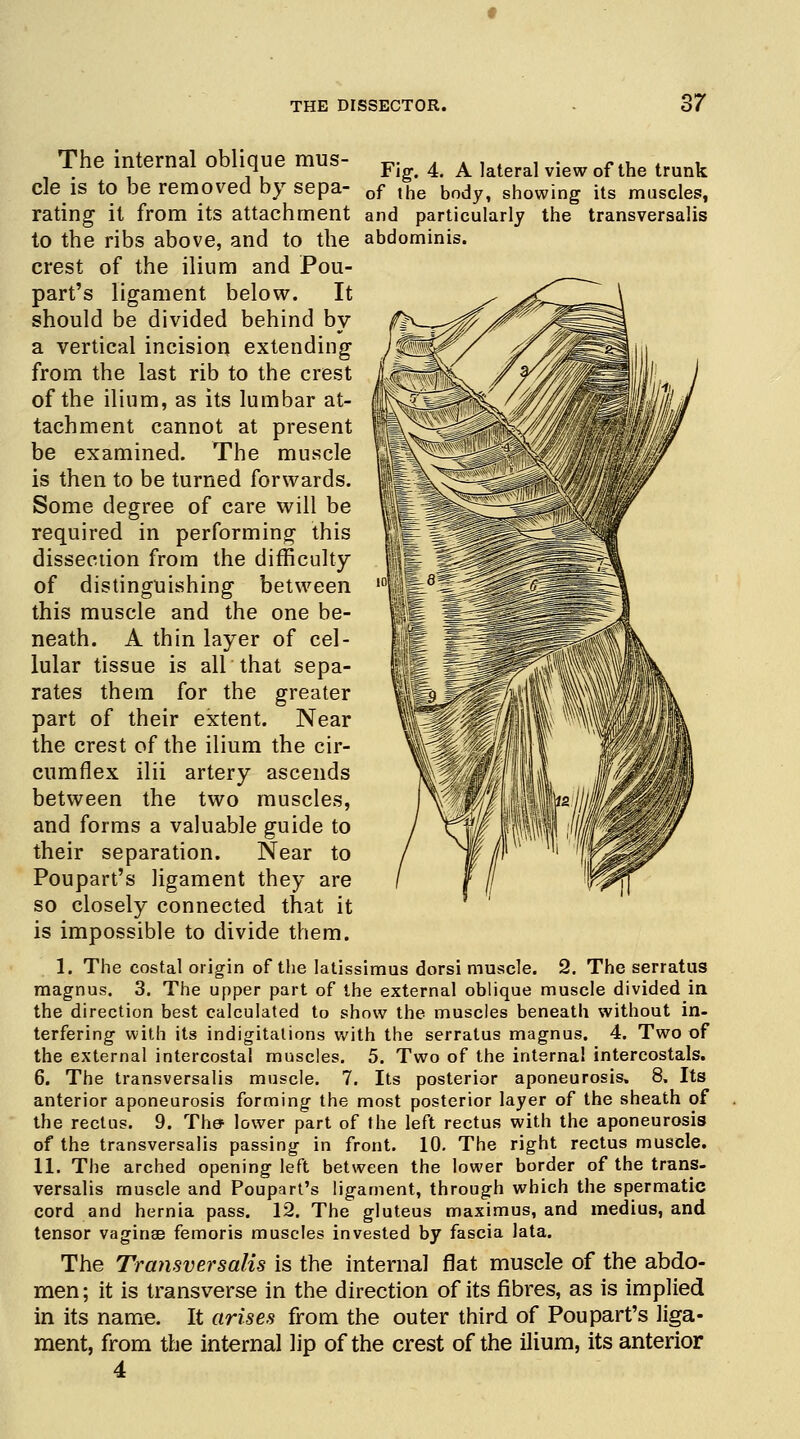 Fig. 4. A lateral view of the trunk The internal oblique mus- cle is to be removed by sepa- of the bodyi showing its muscles, rating it from its attachment and particularly the transversalis to the ribs above, and to the abdominis, crest of the ilium and Pou- part's ligament below. It should be divided behind by a vertical incision extending from the last rib to the crest of the ilium, as its lumbar at- tachment cannot at present be examined. The muscle is then to be turned forwards. Some degree of care will be required in performing this dissection from the difficulty of distinguishing between this muscle and the one be- neath. A thin layer of cel- lular tissue is all that sepa- rates them for the greater part of their extent. Near the crest of the ilium the cir- cumflex ilii artery ascends between the two muscles, and forms a valuable guide to their separation. Near to Poupart's ligament they are so closely connected that it is impossible to divide them. 1, The costal origin of the latissimus dorsi muscle. 2. The serratus magnus. 3. The upper part of the external oblique muscle divided in the direction best calculated to show the muscles beneath without in- terfering with its indigitations with the serratus magnus. 4. Two of the external intercostal muscles. 5. Two of the internal intercostals. 6. The transversalis muscle. 7. Its posterior aponeurosis, 8, Its anterior aponeurosis forming the most posterior layer of the sheath of the rectus. 9. The lower part of the left rectus with the aponeurosis of the transversalis passing in front. 10. The right rectus muscle. 11. The arched opening left between the lower border of the trans- versalis muscle and Poupart's ligament, through which the spermatic cord and hernia pass. 12. The gluteus maximus, and medius, and tensor vagina? femoris muscles invested by fascia lata. The Transversalis is the internal flat muscle of the abdo- men ; it is transverse in the direction of its fibres, as is implied in its name. It arises from the outer third of Poupart's liga- ment, from the internal lip of the crest of the ilium, its anterior