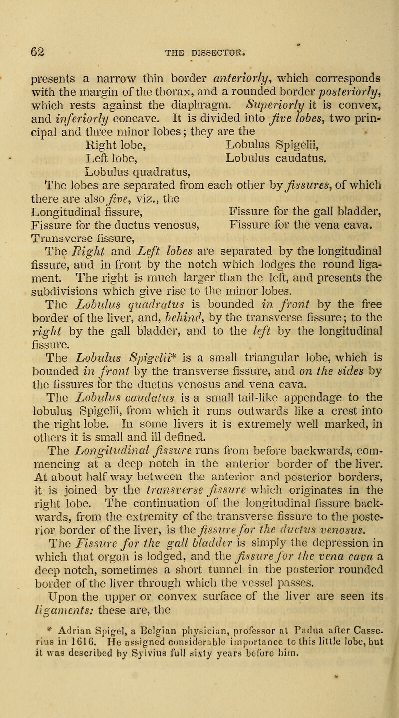 presents a narrow thin border anteriorly, which corresponds with the margin of the thorax, and a rounded border posteriorly, which rests against the diaphragm. Superiorly it is convex, and inferiorly concave. It is divided into five lobes, two prin- cipal and three minor lobes; they are the Right lobe, Lobulus Spigelii, Left lobe, Lobulus caudatus. Lobulus quadratus, The lobes are separated from each other by fissures, of which there are also five, viz., the Longitudinal fissure, Fissure for the gall bladder, Fissure for the ductus venosus, Fissure for the vena cava. Transverse fissure, The Right and Left lobes are separated by the longitudinal fissure, and in front by the notch which lodges the round liga- ment. The right is much larger than the left, and presents the subdivisions which give rise to the minor lobes. The Lobulus quadratus is bounded in front by the free border of the liver, and, behind, by the transverse fissure; to the right by the gall bladder, and to the left by the longitudinal fissure. The Lobulus Spigelii* is a small triangular lobe, which is bounded in front by the transverse fissure, and on the sides by the fissures for the ductus venosus and vena cava. The Lobulus caudatus is a small tail-like appendage to the lobulus, Spigelii, from which it runs outwards like a crest into the right lobe. In some livers it is extremely well marked, in others it is small and ill defined. The Longitudinal fissure runs from before backwards, com- mencing at a deep notch in the anterior border of the liver. At about half way between the anterior and posterior borders, it is joined by the transverse fissure which originates in the right lobe. The continuation of the longitudinal fissure back- wards, from the extremity of the transverse fissure to the poste- rior border of the liver, is the fissure for the ductus venosus. The Fissure for the gall bladder is simply the depression in which that organ is lodged, and the fissure for the vena cava a deep notch, sometimes a short tunnel in the posterior rounded border of the liver through which the vessel passes. Upon the upper or convex surface of the liver are seen its ligaments: these are, the * Adrian Spigel, a Belgian physician, professor at Padua after Casse- rius in 1616. He assigned considerable importance to this little lobe, but it was described by Syivius full sixty years before him.