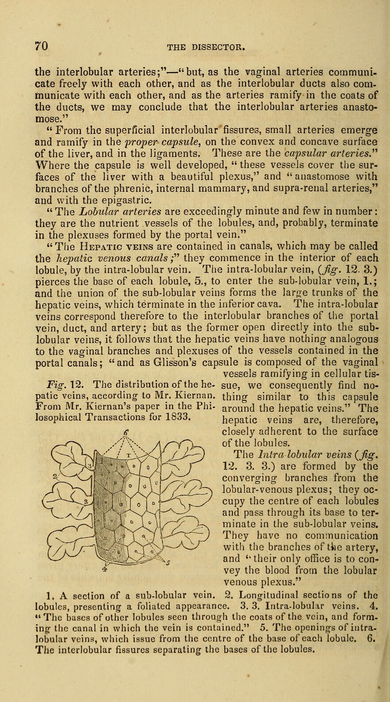 the interlobular arteries;—but, as the vaginal arteries communi- cate freely with each other, and as the interlobular ducts also com- municate with each other, and as the arteries ramify in the coats of the ducts, we may conclude that the interlobular arteries anasto- mose.  From the superficial interlobular fissures, small arteries emerge and ramify in the 'proper capsule, on the convex and concave surface of the liver, and in the ligaments. These are the capsular arteries. Where the capsule is well developed,  these vessels cover the sur- faces of the liver with a beautiful plexus, and anastomose with branches of the phrenic, internal mammary, and supra-renal arteries, and with the epigastric. The Lobular arteries are exceedingly minute and few in number: they are the nutrient vessels of the lobules, and, probably, terminate in the plexuses formed by the portal vein. The Hepatic veins are contained in canals, which may be called the hepatic venous canals; they commence in the interior of each lobule, by the intra-lobular vein. The intra-lobular vein, {fig. 12. 3.) pierces the base of each lobule, 5., to enter the sub-lobular vein, 1.; and the union of the sub-lobular veins forms the large trunks of the hepatic veins, which terminate in the inferior cava. The intra-lobular veins correspond therefore to the interlobular branches of the portal vein, duct, and artery; but as the former open directly into the sub- lobular veins, it follows that the hepatic veins have nothing analogous to the vaginal branches and plexuses of the vessels contained in the portal canals; and as Glisson's capsule is composed of the vaginal vessels ramifying in cellular tis- Fig.\2. The distribution of the he- sue, we consequently find no- patic veins, according to Mr. Kiernan. thing similar to this capsule From Mr. Kiernan's paper in the Phi- around the hepatic veins. The losophical Transactions for 1833. hepatic veins are, therefore, closely adherent to the surface of the lobules. The Intralobular veins {fig. 12. 3. 3.) are formed by the converging branches from the lobular-venous plexus; they oc- cupy the centre of each lobules and pass through its base to ter- minate in the sub-lobular veins. They have no communication with the branches of the artery, and  their only office is to con- vey the blood from the lobular venous plexus. 1, A section of a sub-lobular vein. 2. Longitudinal sections of the lobules, presenting a foliated appearance. 3. 3. Intra-lobular veins. 4. The bases of other lobules seen through the coats of the vein, and form- ing the canal in which the vein is contained. 5. The openings of intra- lobular veins, which issue from the centre of the base of each lobule. 6. The interlobular fissures separating the bases of the lobules.