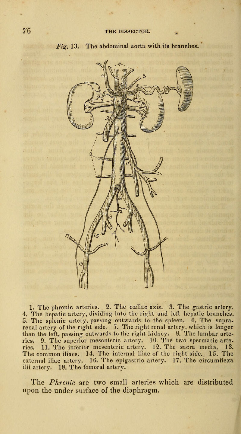 Fig. 13. The abdominal aorta with its branches. 1. The phrenic arteries. 2. The coeliac axis. 3. The gastric artery. 4. The hepatic artery, dividing- into the right and left hepatic branches. 5. The splenic artery, passing outwards to the spleen. 6. The supra, renal artery of the right side. 7. The right renal artery, which is longer than the left, passing outwards to the right kidney. 8. The lumbar arte- ries. 9. The superior mesenteric artery. 10 The two spermatic arte- ries. 11. The inferior mesenteric artery. 12. The sacra media. 13. The common iliacs. 14. The internal iliac of the right side. 15. The external iliac artery. 16. The epigastric artery. 17. The circumflexa ilii artery. 18. The femoral artery. The Phrenic are two small arteries which are distributed upon the under surface of the diaphragm.