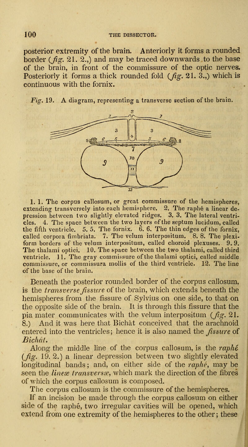 posterior extremity of the brain. Anteriorly it forms a rounded border {fig. 21. 2.,) and may be traced downwards to the base of the brain, in front of the commissure of the optic nerves. Posteriorly it forms a thick rounded fold {fig. 21. 3.,) which is continuous with the fornix. Fig. 19. A diagram, representing a transverse section of the brain. 2 1. 1. The corpus callosum, or great commissure of the hemispheres, extending transversely into each hemisphere. 2. The raphe a linear de- pression between two slightly elevated ridges. 3. 3. The lateral ventri- cles. 4. The space between the two layers of the septum lucidum, called the fifth ventricle. 5. 5. The fornix. 6. 6. The thin edges of the fornix, called corpora fimbriata. 7. The velum interpositum. 8. 8. The plexi- form borders of the velum interpositum, called choroid plexuses. 9.9. The thalami optici. 10. The space between the two thalami, called third ventricle. 11, The gray commissure of the thalami optici, called middle commissure, or commissura mollis of the third ventricle. 12. The line of the base of the brain. Beneath the posterior rounded border of the corpus callosum, is the transverse fissure of the brain, which extends beneath the hemispheres from the fissure of Sylvius on one side, to that on the opposite side of the brain. It is through this fissure that the pia mater communicates with the velum interpositum {fig. 21. 8.) And it was here that Bichat conceived that the arachnoid entered into the ventricles; hence it is also named the fissure of Bichcit. Along the middle line of the corpus callosum, is the raphe, {fig. 19. 2.) a linear depression betvveen two slightly elevated longitudinal bands; and, on either side of the raphe, may be seen the linex transversa, which mark the direction of the fibres of which the corpus callosum is composed. The corpus callosum is the commissure of the hemispheres. If an incision be made through the corpus callosum on either side of the raphe, two irregular cavities will be opened, which extend from one extremity of the hemispheres to the other; these