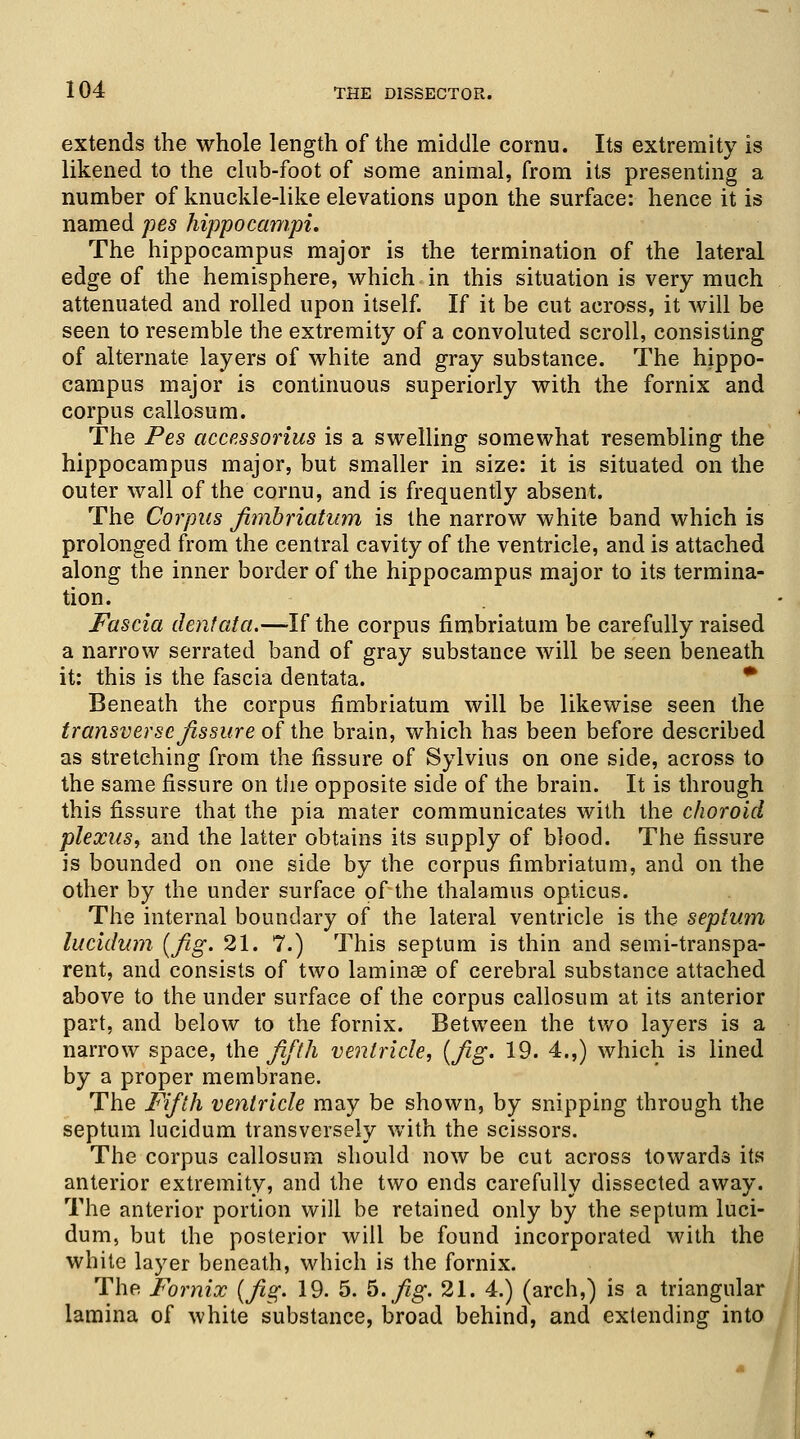 extends the whole length of the middle cornu. Its extremity is likened to the club-foot of some animal, from its presenting a number of knuckle-like elevations upon the surface: hence it is named pes hippocampi. The hippocampus major is the termination of the lateral edge of the hemisphere, which in this situation is very much attenuated and rolled upon itself. If it be cut across, it will be seen to resemble the extremity of a convoluted scroll, consisting of alternate layers of white and gray substance. The hippo- campus major is continuous superiorly with the fornix and corpus callosum. The Pes accessorius is a swelling somewhat resembling the hippocampus major, but smaller in size: it is situated on the outer wall of the cornu, and is frequently absent. The Corpus fimbriatum is the narrow white band which is prolonged from the central cavity of the ventricle, and is attached along the inner border of the hippocampus major to its termina- tion. Fascia dentata.—-If the corpus fimbriatum be carefully raised a narrow serrated band of gray substance will be seen beneath it: this is the fascia dentata. Beneath the corpus fimbriatum will be likewise seen the transverse fissure of the brain, which has been before described as stretching from the fissure of Sylvius on one side, across to the same fissure on the opposite side of the brain. It is through this fissure that the pia mater communicates with the choroid plexus, and the latter obtains its supply of blood. The fissure is bounded on one side by the corpus fimbriatum, and on the other by the under surface of the thalamus opticus. The internal boundary of the lateral ventricle is the septum lucidum {fig. 21. 7.) This septum is thin and semi-transpa- rent, and consists of two laminae of cerebral substance attached above to the under surface of the corpus callosum at its anterior part, and below to the fornix. Between the two layers is a narrow space, the fifth ventricle, {fig. 19. 4.,) which is lined by a proper membrane. The Fifth ventricle may be shown, by snipping through the septum lucidum transversely with the scissors. The corpus callosum should now be cut across towards its anterior extremity, and the two ends carefully dissected away. The anterior portion will be retained only by the septum luci- dum, but the posterior will be found incorporated with the white layer beneath, which is the fornix. The Fornix {fig. 19. 5. 5. fig. 21. 4.) (arch,) is a triangular lamina of white substance, broad behind, and extending into