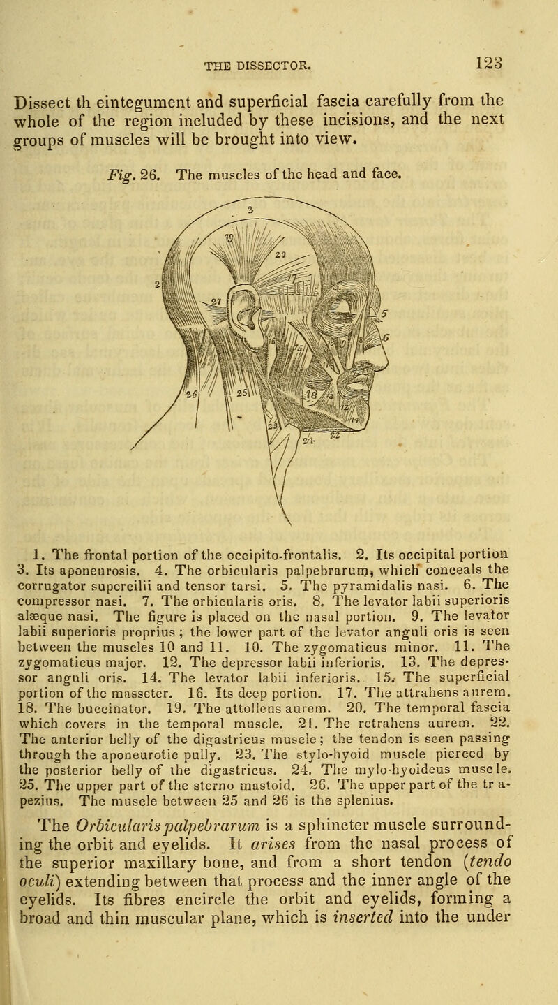 Dissect th eintegument and superficial fascia carefully from the whole of the region included by these incisions, and the next groups of muscles will be brought into view. 1. The frontal portion of the occipito-frontalis. 2. Its occipital portion 3. Its aponeurosis. 4. The orbicularis palpebrarum* which conceals the corrugator supercilii and tensor tarsi. 5. The pyramidalis nasi. 6. The compressor nasi. 7. The orbicularis oris. 8. The levator labii superioris aleeque nasi. The figure is placed on the nasal portion. 9. The levator labii superioris proprius ; the lower part of the levator anguli oris is seen between the muscles 10 and 11. 10. The zygomaticus minor. 11. The zygomaticus major. 12. The depressor labii inferioris. 13. The depres- sor anguli oris. 14. The levator labii inferioris. 15* The superficial portion of the masseter. 16. Its deep portion. 17. The attrahens aurem. 18. The buccinator. 19. The attollens aurem. 20. The temporal fascia which covers in the temporal muscle. 21. The retrahens aurem. 22. The anterior belly of the digastricus muscle; the tendon is seen passing through the aponeurotic pully. 23. The stylo-hyoid muscle pierced by the posterior belly of the digastricus. 24. The my!o-hyoideus muscle. 25. The upper part of the sterno mastoid. 26. The upper part of the tr a- pezius. The muscle between 25 and 26 is the splenitis. The Orbicularis palpebrarum is a sphincter muscle surround- ing the orbit and eyelids. It arises from the nasal process of the superior maxillary bone, and from a short tendon (tendo oculi) extending between that process and the inner angle of the eyelids. Its fibres encircle the orbit and eyelids, forming a broad and thin muscular plane, which is inserted into the under