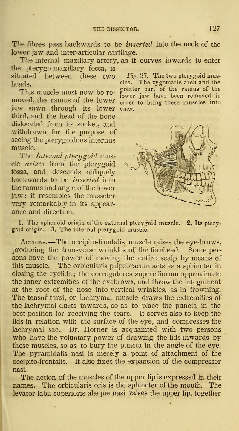 The fibres pass backwards to be inserted into the neck of the lower jaw and inter-articular cartilage. The internal maxillary artery, as it curves inwards to enter the pterygo-maxillary fossa, is Fig. 27. The two pterygoid mus- cles. The zygomatic arch and the greater part of the ramus of the lower jaw have been removed in order to bring these muscles into view. situated between these two heads. This muscle must now be re- moved, the ramus of the lower jaw sawn through its lower third, and the head of the bone dislocated from its socket, and withdrawn for the purpose of seeing the pterygoideus interims muscle. The Internal 'pterygoid mus- cle arises from the pterygoid fossa, and descends obliquely backwards to be inserted into the ramus and angle of the lower jaw: it resembles the masseter very remarkably in its appear- ance and direction. 1. The sphenoid origin of the external pterygoid muscle, goid origin. 3. The internal pterygoid muscle. 2. Its ptery- Actions.—The occipito-frontalis muscle raises the eye-brows, producing the transverse wrinkles of the forehead. Some per- sons have the power of moving the entire scalp by means of this muscle. The orbicularis palpebrarum acts as a sphincter in closing the eyelids; the corrugatores superciliorum approximate the inner extremities of the eyebrows, and throw the integument at the root of the nose into vertical wrinkles, as in frowning. The tensor tarsi, or lachrymal muscle draws the extremities of the lachrymal ducts inwards, so as to place the puncta in the best position for receiving the tears. It serves also to keep the lids in relation with the surface of the eye, and compresses the lachrymal sac. Dr. Horner is acquainted with two persons who have the voluntary power of drawing the lids inwards by these muscles, so as to bury the puncta in the angle of the eye. The pyramidalis nasi is merely a point of attachment of the occipito-frontalis. It also fixes the expansion of the compressor nasi. The action of the muscles of the upper lip is expressed in their names. The orbicularis oris is the sphincter of the mouth. The levator labii superioris aleeque nasi raises the upper lip, together