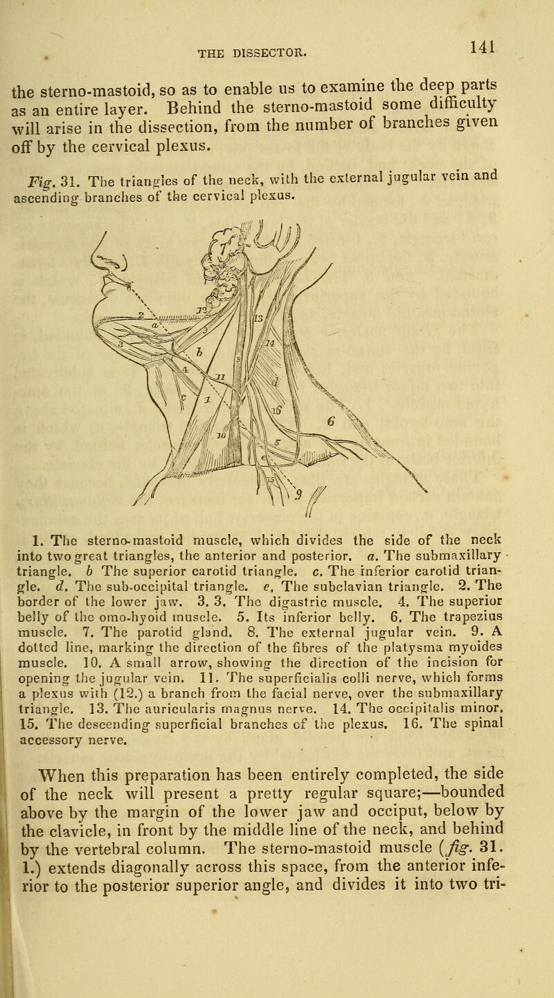 the sterno-mastoid, so as to enable us to examine the deep parts as an entire layer. Behind the sterno-mastoid some difficulty will arise in the dissection, from the number of branches given off by the cervical plexus. Fig. 31. The triangles of the neck, with the external jugular vein and ascending branches of the cervical plexus. 1. The sterno-mastoid muscle, which divides the side of the neck into two great triangles, the anterior and posterior, a. The submaxillary triangle, b The superior carotid triangle, c. The inferior carotid trian- gle, d. The sub-occipital triangle, e. The subclavian triangle. 2. The border of the lower jaw. 3. 3. The digastric muscle. 4. The superior belly of the omo-hyoid muscle. 5. Its inferior belly. 6. The trapezius muscle. 7. The parotid gland. 8. The external jugular vein. 9. A dotted line, marking the direction of the fibres of the platysma myoides muscle. 10. A small arrow, showing the direction of the incision for opening the jugular vein. 11. The superfieialis colli nerve, which forms a plexus with (12.) a branch from the facial nerve, over the submaxillary triangle. 13. The auricularis magnus nerve. 14. The occipitalis minor. 15. The descending superficial branches of the plexus. 16. The spinal accessory nerve. When this preparation has been entirely completed, the side of the neck will present a pretty regular square;—bounded above by the margin of the lower jaw and occiput, below by the clavicle, in front by the middle line of the neck, and behind by the vertebral column. The sterno-mastoid muscle (Jig. 31. 1.) extends diagonally across this space, from the anterior infe- rior to the posterior superior angle, and divides it into two tri-