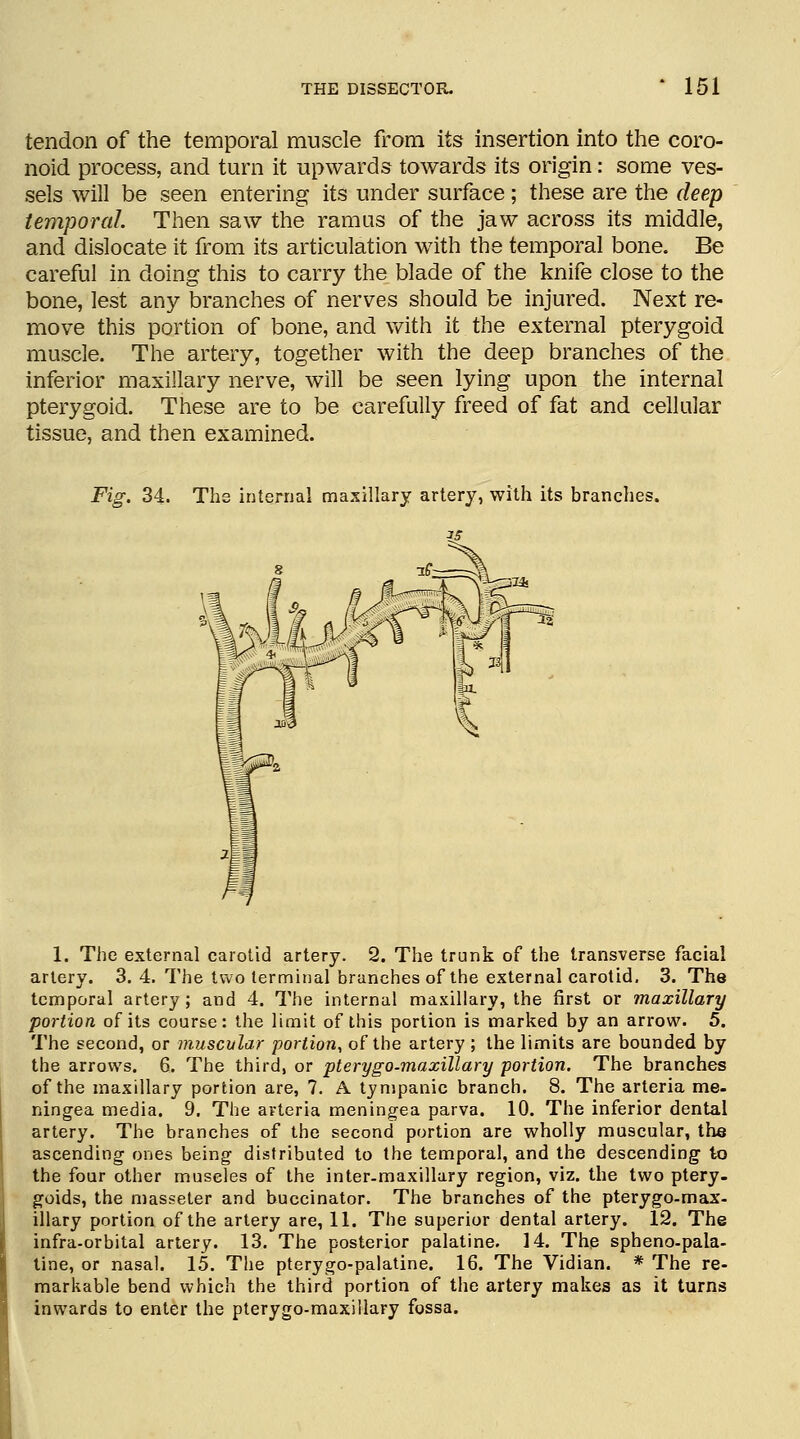 tendon of the temporal muscle from its insertion into the coro- noid process, and turn it upwards towards its origin: some ves- sels will be seen entering its under surface; these are the deep temporal. Then saw the ramus of the jaw across its middle, and dislocate it from its articulation with the temporal bone. Be careful in doing this to carry the blade of the knife close to the bone, lest any branches of nerves should be injured. Next re- move this portion of bone, and with it the external pterygoid muscle. The artery, together with the deep branches of the inferior maxillary nerve, will be seen lying upon the internal pterygoid. These are to be carefully freed of fat and cellular tissue, and then examined. Fig. 34. Ths internal maxillary artery, with its branches. 1. The external carotid artery. 2. The trunk of the transverse facial artery. 3. 4. The two terminal branches of the external carotid. 3. The temporal artery; and 4. The internal maxillary, the first or maxillary portion of its course: the limit of this portion is marked by an arrow. 5. The second, or muscular portion, of the artery ; the limits are bounded by the arrows. 6. The third, or pterygo-maxillary portion. The branches of the maxillary portion are, 7. A tympanic branch. 8. The arteria me- ningea media. 9. The arteria meningea parva. 10. The inferior dental artery. The branches of the second portion are wholly muscular, the ascending ones being distributed to the temporal, and the descending to the four other muscles of the inter-maxillary region, viz. the two ptery. goids, the masseter and buccinator. The branches of the pterygo-max- illary portion of the artery are, 11. The superior dental artery. 12. The infra-orbital artery. 13. The posterior palatine. 14. The sphenopala- tine, or nasal. 15. The pterygopalatine. 16. The Vidian. * The re- markable bend which the third portion of the artery makes as it turns inwards to enter the pterygo-maxillary fossa.